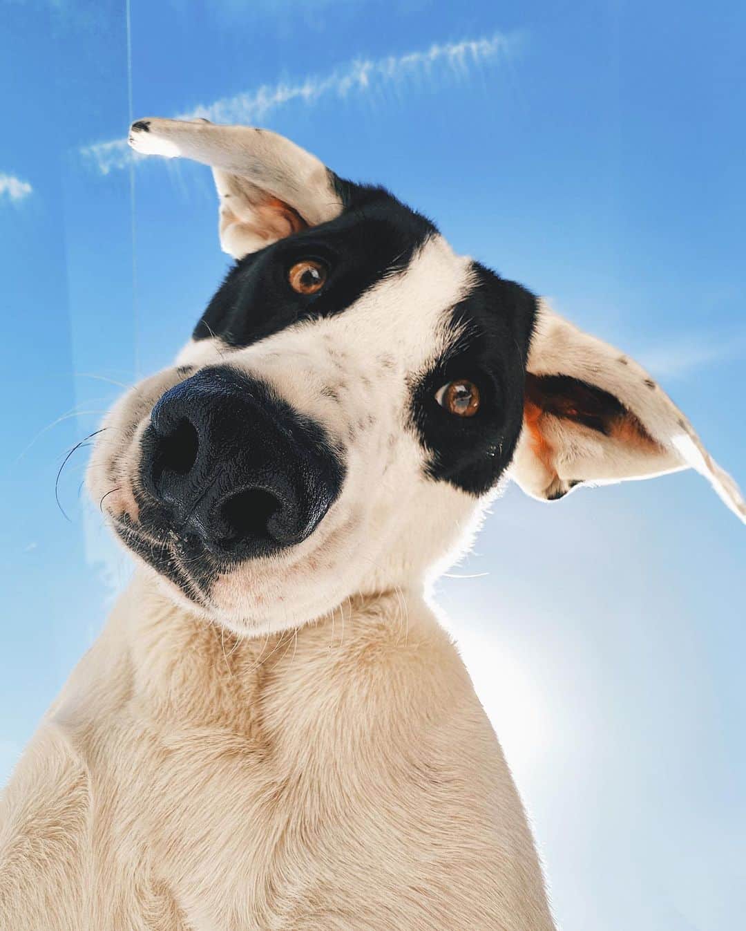 Andrew Knappのインスタグラム：「I’ll show my dogs how to live in our world.  To chase the ball, but don’t chase that car.   They’ll show me how to have four paws on the ground, How to lay naked and look up  at anything that disturbs stillness.  And to return to stillness.  My dogs gave me the key to the forests, The guide to flora underfoot.  Soil isn’t dirty, it gives life.  Remember to touch the dirt, Remember to look up,  at whatever disturbs stillness, And return to stillness.」