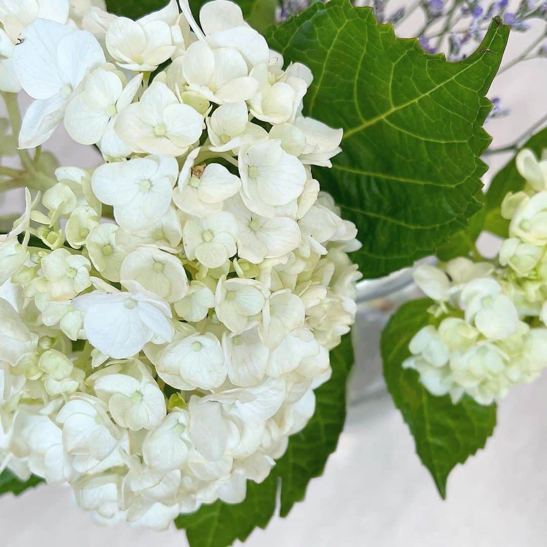 横山紗弓のインスタグラム：「梅雨はあまり好きではないけど 紫陽花は好き 6月も毎日幸せに☺︎」