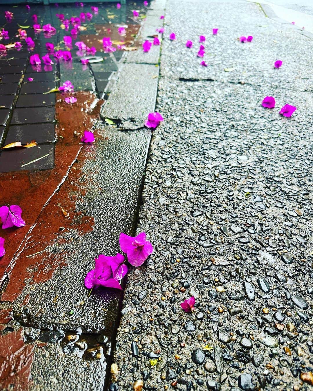 澤田友美さんのインスタグラム写真 - (澤田友美Instagram)「. 台風の雨風☂️の中、地面の足元に綺麗なピンクがおちてくるから真上を見上げたら、何年も家までの通り道なのに初めてこんなにきれきなブーゲンビリアが頭上に咲いてたことに気付いた🩷 台風の中立ち止まって真上を見上げてにやけている自分を客観的に想像してみたら。こわい。笑笑 でも、とってもきれいだったー💕 素敵なおうちだなぁ✨」6月4日 2時05分 - tomomi__sawada