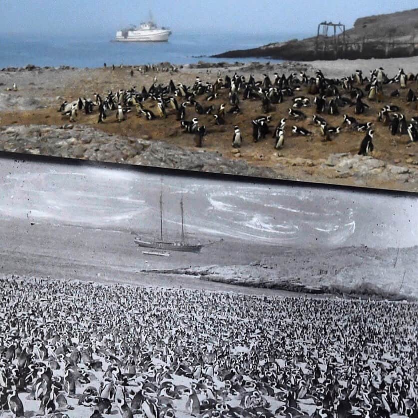 Thomas Peschakさんのインスタグラム写真 - (Thomas PeschakInstagram)「A historic photograph (1890s) of a once massive African penguin colony on Namibia’s Halifax Island, is a stark contrast to the scene I re-photographed in 2017. The colony probably once numbered more than 100,000 penguins, but today less than 2000 breed there. Historically the demand for guano (bird excrement used for fertilizer) and egg collecting were the principal  causes of the decline. Today overfishing of sardines, the penguins’ preferred prey and climate change are preventing these charismatic seabirds from recovering to historical numbers. Unpublished photograph from the July 2018  @natgeo magazine feature ‘Lost At Sea’. Photographic field work for this story was supported by a grant from @insidenatgeo」6月4日 2時08分 - thomaspeschak
