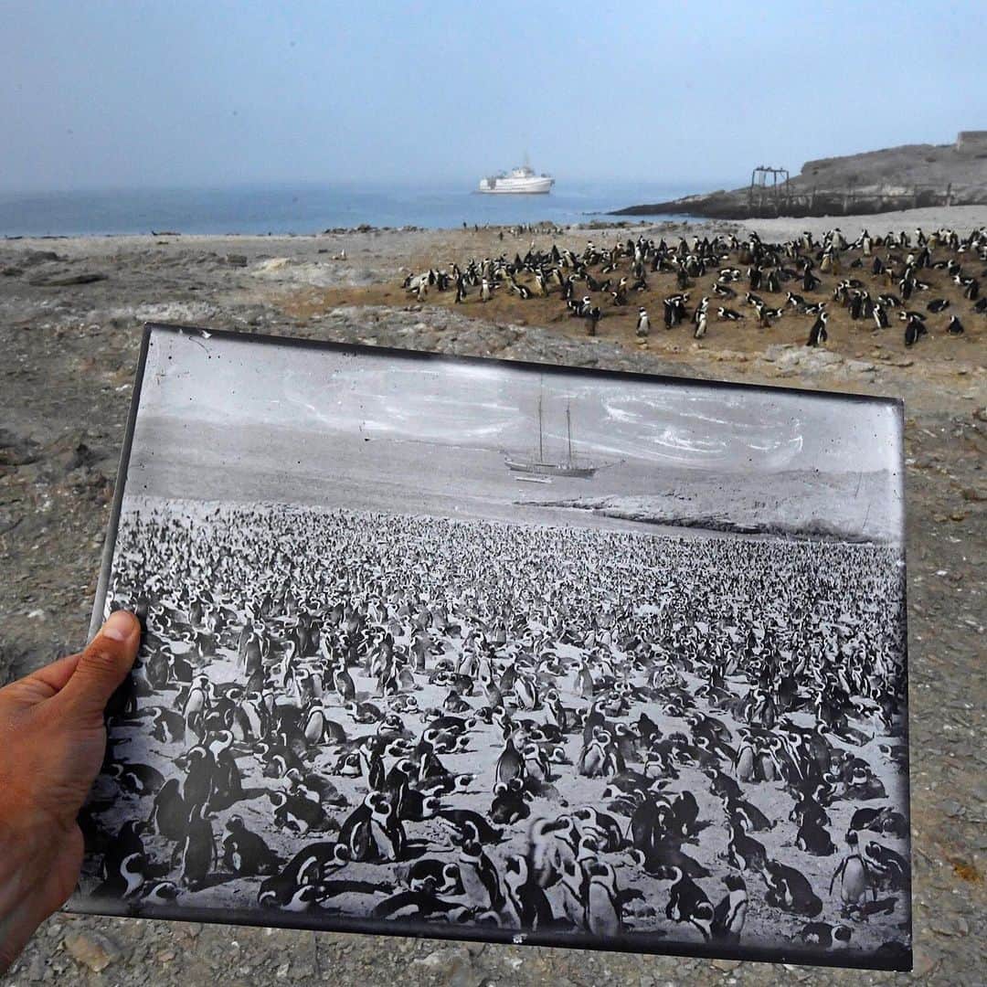 Thomas Peschakのインスタグラム：「A historic photograph (1890s) of a once massive African penguin colony on Namibia’s Halifax Island, is a stark contrast to the scene I re-photographed in 2017. The colony probably once numbered more than 100,000 penguins, but today less than 2000 breed there. Historically the demand for guano (bird excrement used for fertilizer) and egg collecting were the principal  causes of the decline. Today overfishing of sardines, the penguins’ preferred prey and climate change are preventing these charismatic seabirds from recovering to historical numbers. Unpublished photograph from the July 2018  @natgeo magazine feature ‘Lost At Sea’. Photographic field work for this story was supported by a grant from @insidenatgeo」