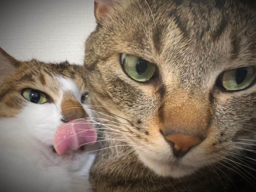 賽助さんのインスタグラム写真 - (賽助Instagram)「この味は！ ……猫の『味』だぜ…」6月4日 2時17分 - tettou_saisuke