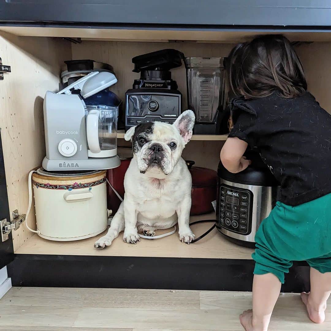 Manny The Frenchieのインスタグラム：「Don't look at me, this was her idea!」