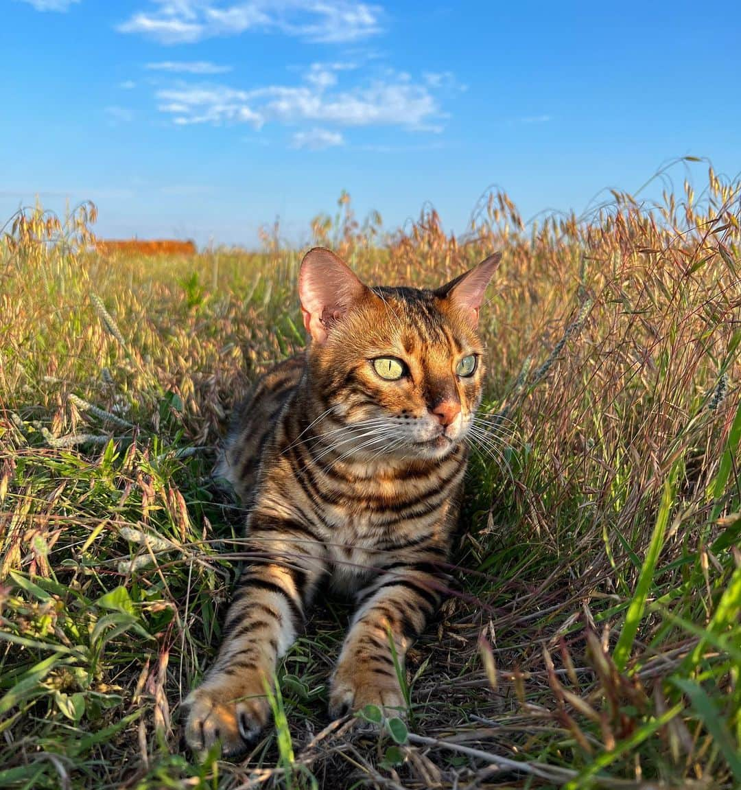 Bensonのインスタグラム：「Golden hour」