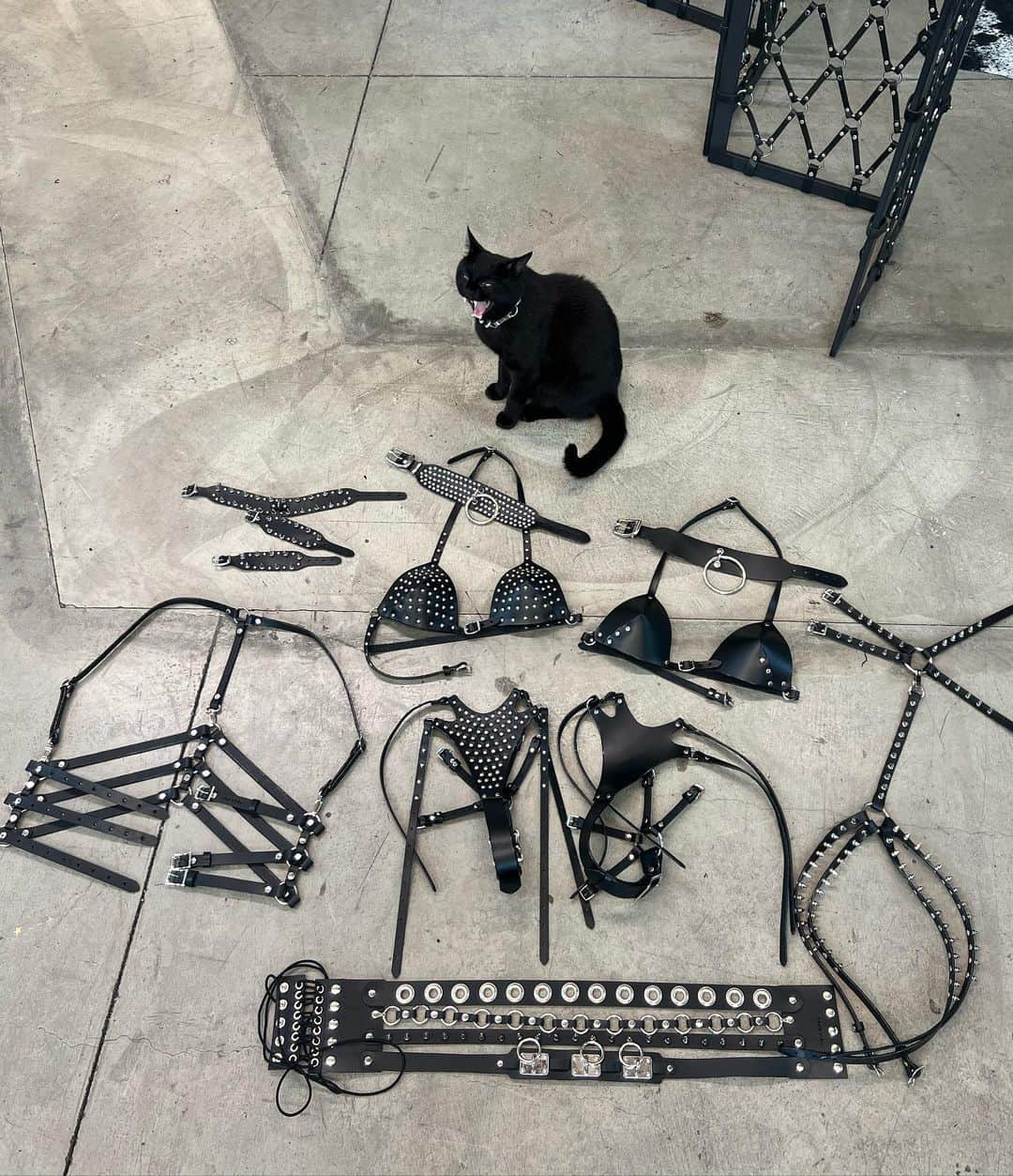 ZANA BAYNEのインスタグラム：「Puppy’s picks for your weekend looks 🐈‍⬛」