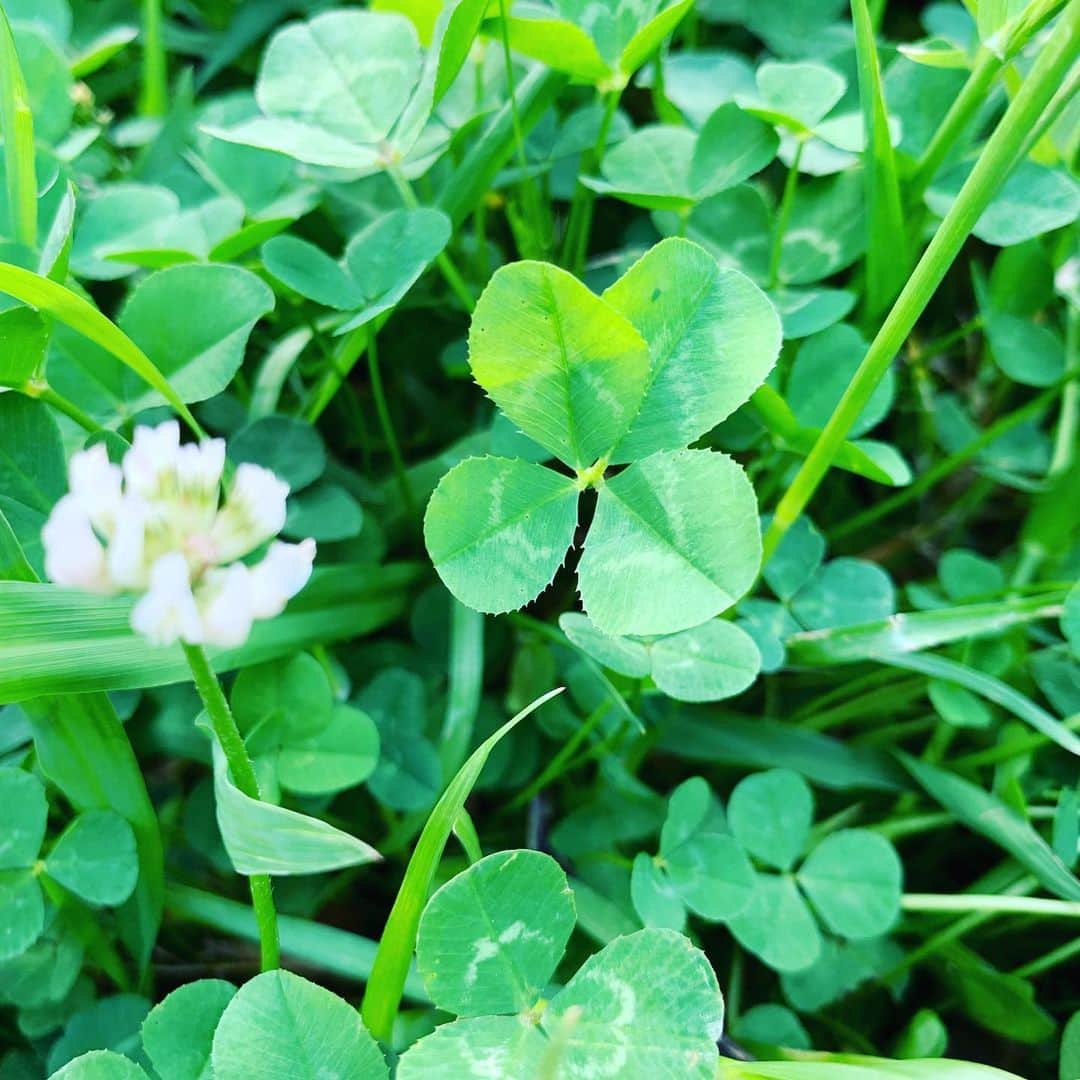 鈴木桃子のインスタグラム：「四葉のクローバー発見😊🍀  みんなにもイイコトがありますように！  Good morning🌈  #4leafclover #四葉のクローバー」