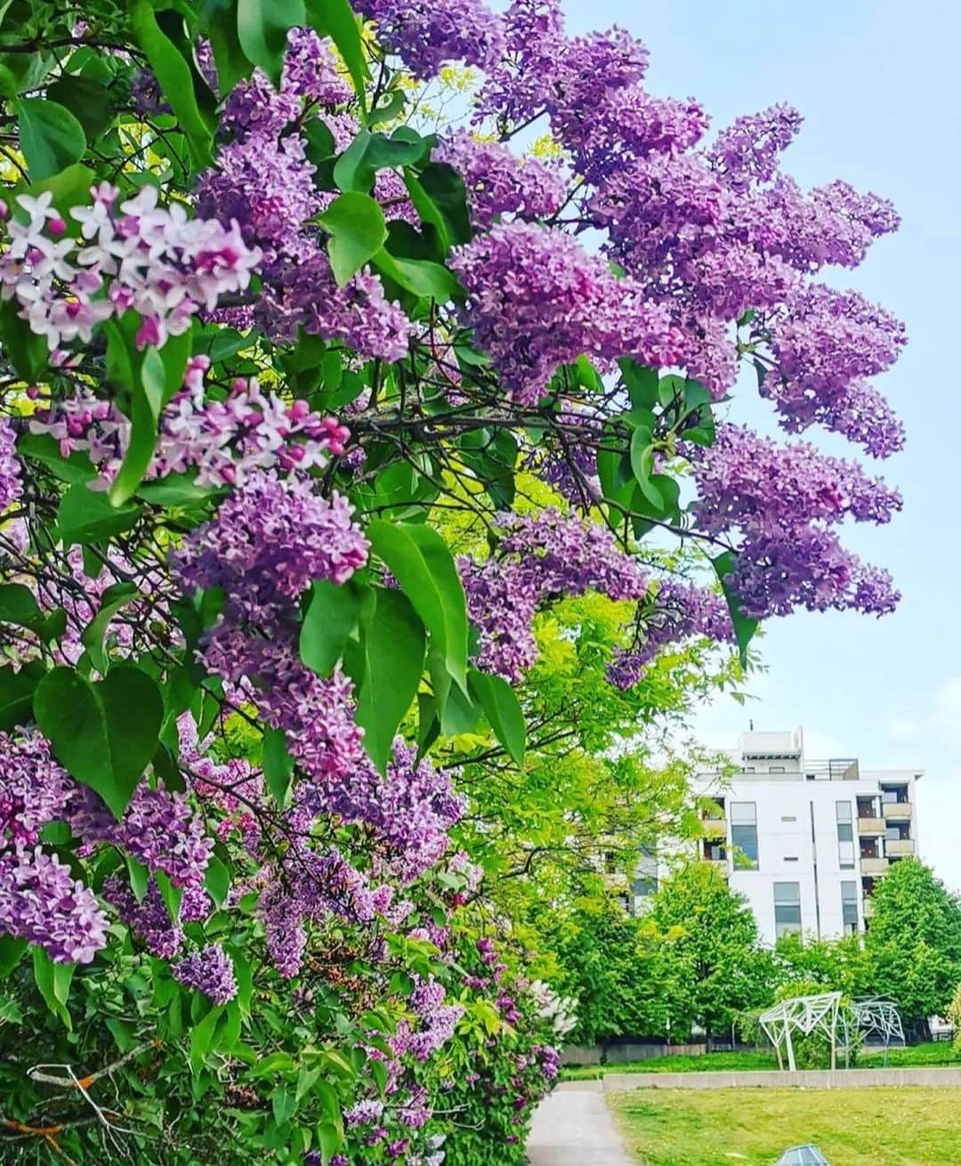 フィンランド政府観光局さんのインスタグラム写真 - (フィンランド政府観光局Instagram)「ライラックの花がとてもきれいな季節です。💜　ヘルシンキから。 ． @antsvahter Kiitos! 🙏  #visitfinland #ourfinland #visitfinlandjp #finland #北欧旅行 #travelgram #フィンランド #フィンランド政府観光局 #北欧 #travel #instatravel #travel #travelgram #travelling #traveler #旅したくなるフォト #旅行 #旅 #海外旅行 #travelphotography  #旅行大好き #旅行好き #旅スタグラム #旅好き #ヨーロッパ旅行 #旅に出たい #トラベル #ライラック   #myhelsinki #ヘルシンキ」6月4日 3時53分 - visitfinlandjapan