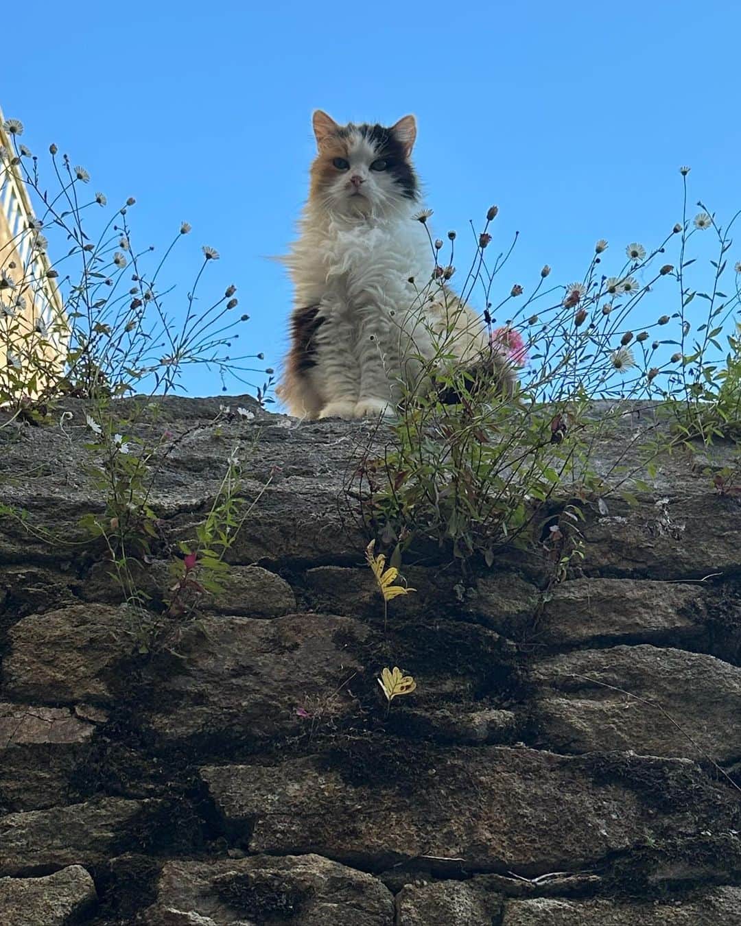 早坂香須子さんのインスタグラム写真 - (早坂香須子Instagram)「パリからフランス北西部に位置するブルターニュ地方に小旅行。  港町オレーは夢のように美しい。 そして猫様も美しい✨  #auray #travel ##journey  #bretagne#香須子旅」6月4日 5時38分 - kazukovalentine