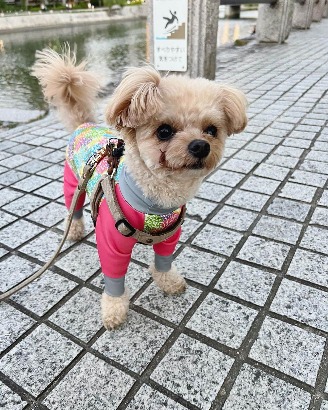 杉野希妃さんのインスタグラム写真 - (杉野希妃Instagram)「原爆ドームと平和記念公園を結ぶ、爆心地から最も近い橋。欄干の元の字に注目👀」6月4日 17時45分 - kikisugino