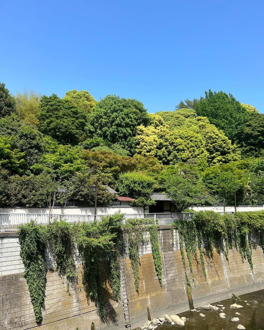 ヨネスケさんのインスタグラム写真 - (ヨネスケInstagram)「細川庭園で結婚式💒 おめでとう㊗️ございます❤️」6月4日 17時19分 - yonesuke5656