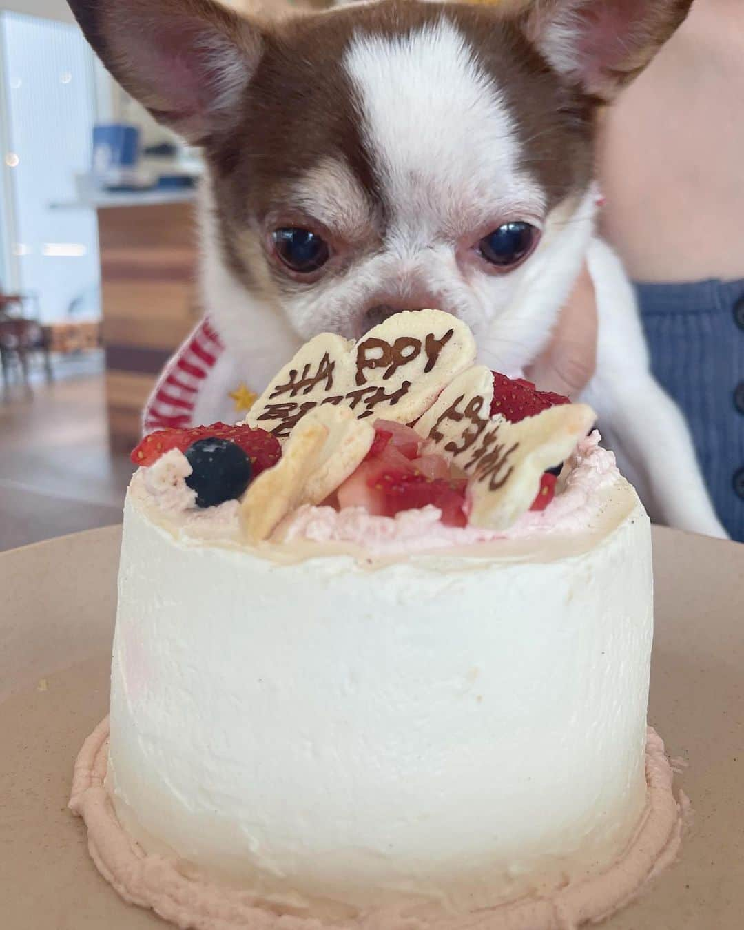 平野友里（ゆり丸）のインスタグラム：「🎂  この前ピヨちの遅めのバースデー🎉 お祝いしたよ~🥰🎉🤍  バタバタしてて、やっっとお祝いできた😭 今年はちょっと遅くなってしまってごめんね🥺  ピヨちいつも本当にありがとう🤍  11さいになりまちた🎂 でもピヨちまじでいつまでも赤ちゃんみたいで まじで11さいに見えない👶🏻  お散歩してても、まだ子犬ですか？ ってめちゃ聞かれるの〜〜🥰  ピヨちのおかげで沢山癒されて パワーもらえて、心が温まる🤍  ずっとずっと宝物✨  親バカ発揮します〜〜ガハハ  本当にどこお出かけ連れてっても 電車とかでも全然吠えないし、 こんなにお利口な子いる？ってくらい 偉いのよほんとに😭🤍  世界でいちばんかわちい！  だーーーーいすきだよ😭🤍  ・ ・ ・ ・  #チワワ #チワワ大好き #チワワのいる暮らし #チワワラブ #チワワlove #チワワ動画 #チワワちゃん #スムチー #スムチーラブ #愛犬 #愛犬家 #愛犬バカ #愛犬との暮らし #愛犬とお出かけ #愛犬の誕生日 #ららぽーと #ららぽーと豊洲 #豊洲 #豊洲カフェ #ドッグカフェ」