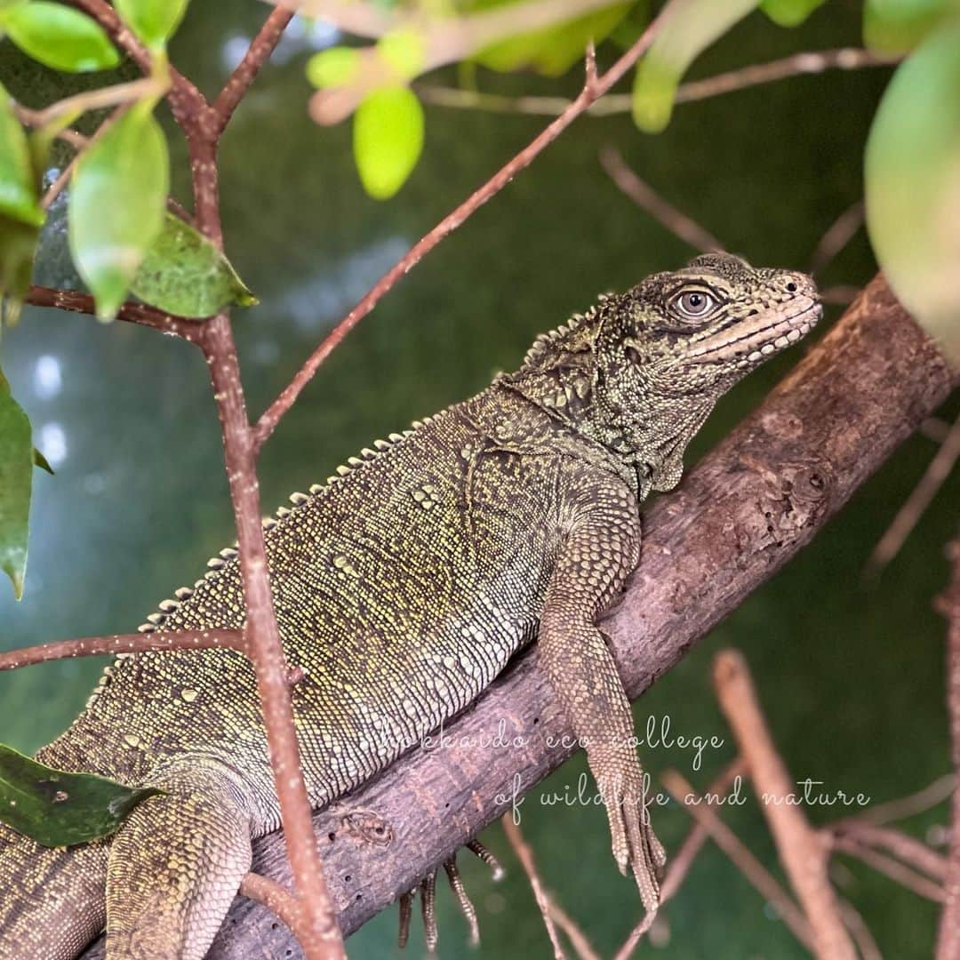 hokkaidoecoさんのインスタグラム写真 - (hokkaidoecoInstagram)「だらーん  #北海道エコ  #動物  #専門学校 #動物好きな人と繋がりたい #爬虫類 #ハルマヘラホカケトカゲ #恐竜みたい #かっこかわいい #だるーん #だるんとした手足が #かわいい」6月4日 8時47分 - hokkaidoeco