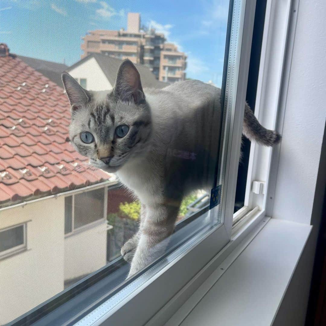 田中要次のインスタグラム：「窓外に出てみたが挟まってる #猫Guri #Bo_nyans #猫のいる暮らし」