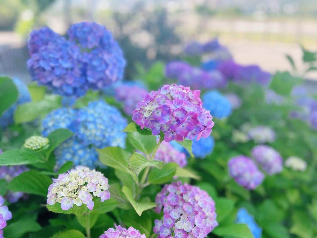 南里沙さんのインスタグラム写真 - (南里沙Instagram)「紫陽花の季節  #紫陽花 #ハイドランジア #hydrangea #いつもありがとう」6月4日 10時48分 - minami_risa
