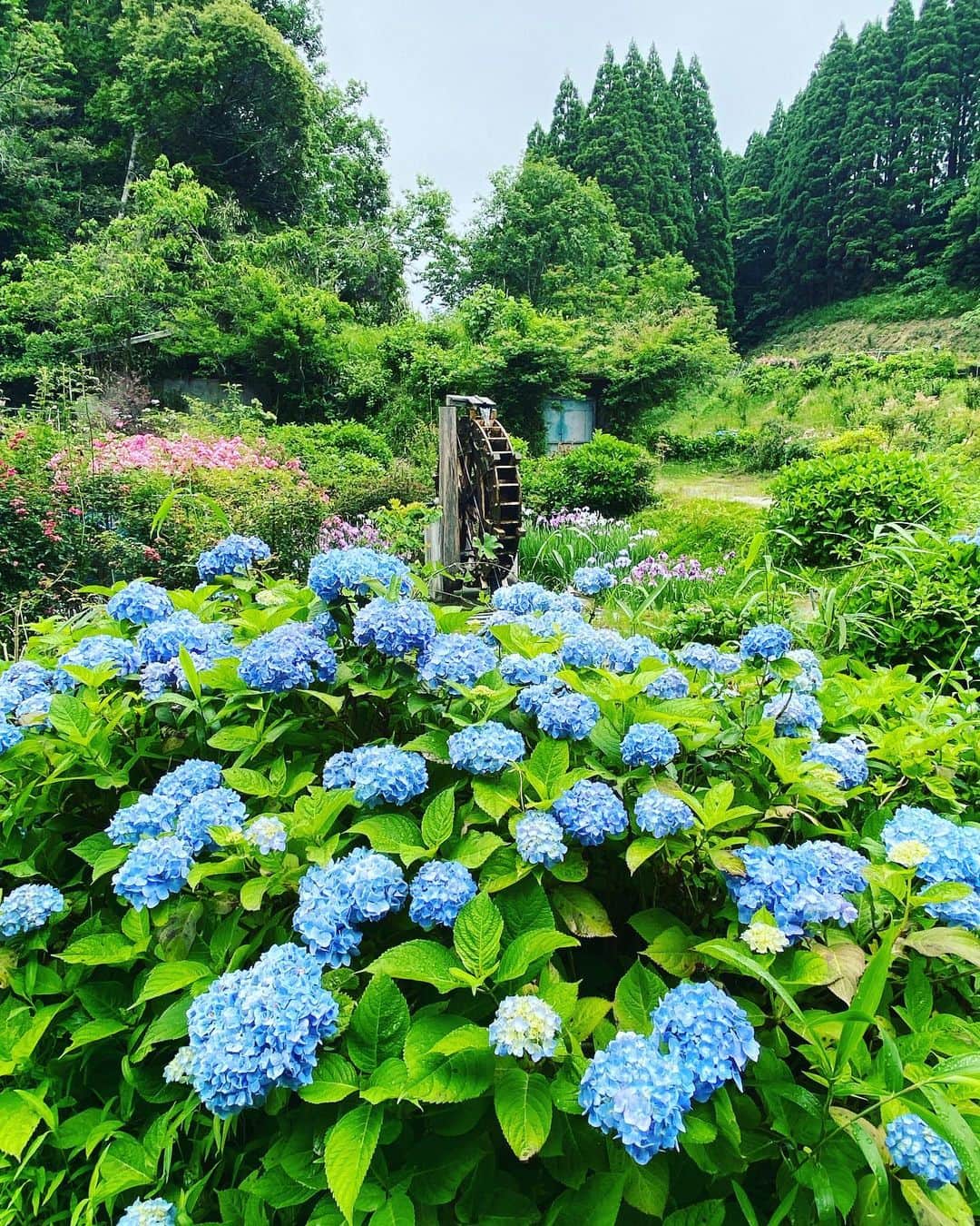 川島恵のインスタグラム：「緑と紫陽花💐 各地、色々見に行きたいなぁ〜 ・ #あじさい #紫陽花 #花 #時差投稿」