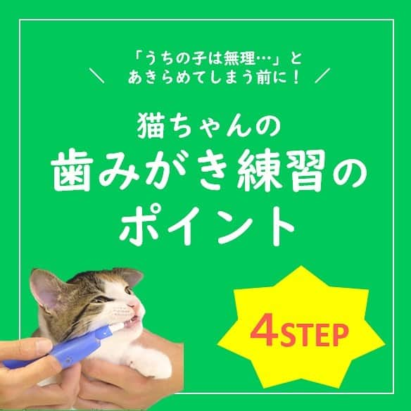 ライオン商事株式会社のインスタグラム：「猫ちゃんの歯みがき練習のポイント4️⃣STEP🐈  6月4日から「歯と口の健康週間」が始まりました！  みなさんのおうちの猫ちゃんには 歯みがきの習慣はありますか？🪥🐱 「うちの子は無理…」とあきらめてしまう前に、 4STEPの歯みがき練習を試してみてください！  1️⃣お口に触られることに慣れさせる 2️⃣歯みがきシートでこすりみがき 3️⃣指サック歯ブラシにトライ 4️⃣歯ブラシにチャレンジ  猫ちゃんは歯みがきをムリ強いすると 二度とさせてくれなくなることも…😱 ポイントは気長に取り組むこと。 無理せずできることからスタートさせましょう。  猫ちゃんは人より歯垢がたまりやすく、 お口の健康課題も多いので、 歯みがき習慣をつけて、口内を清潔に保ちましょう。  #PETKISS　#猫歯みがき　#歯みがきジェル　#歯みがきシート　#指サック歯みがきシート #指サック歯ブラシ　#歯ブラシ　#歯みがきおやつ　#猫　#ねこ　#cat #ねこスタグラム #ライオンペット #ネコ #ニャンコ #ネコとの暮らし #ネコ部 #ネコすたぐらむ #ネコのいる生活 #ネコ好きさんと繋がりたい  #にゃんこのいる生活 #ねことくらす #猫とくらす #ネコのいる暮らし #猫大好き部 #ネコとの生活 #lion #lionpetcat @lion_pet_cat」