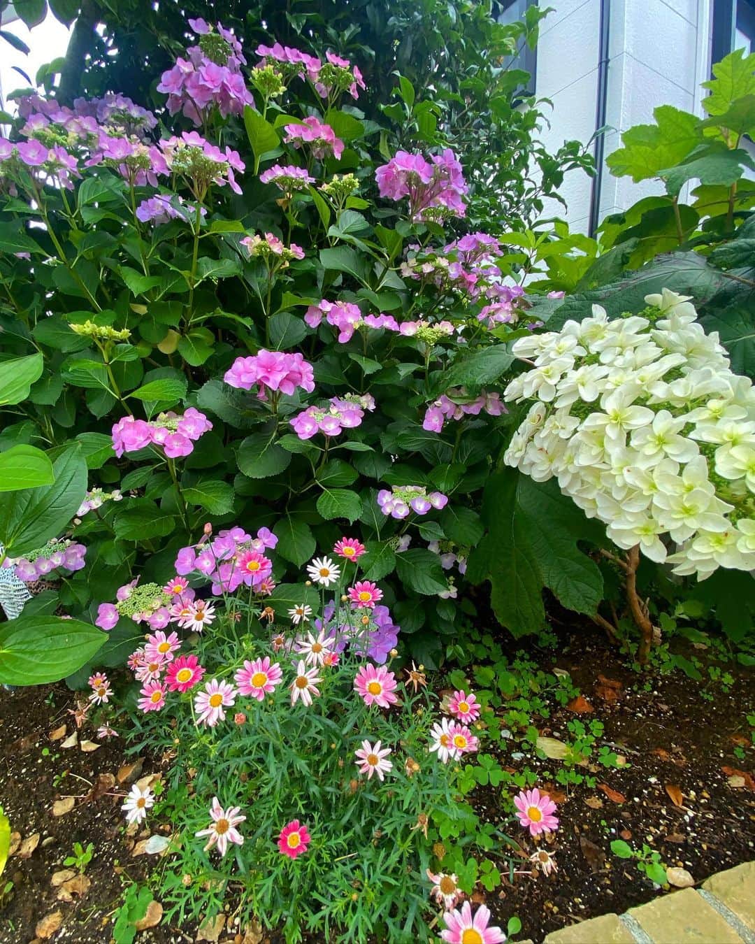 野口健さんのインスタグラム写真 - (野口健Instagram)「我が家の紫陽花の森もいい感じになってきました。先日、絵子さんの突然やってきて、一緒に庭仕事を手伝ってくれました。最後に紫陽花とバジルをパツンパツンと剪定して「もらっていくね〜」だって。剪定は大事ですからね〜　あ〜でも、持って行かれちゃったなぁ(^^;;  #野口健#野口絵子#ガーデニング#野口健ガーデニング#紫陽花」6月4日 11時13分 - noguchiken8848