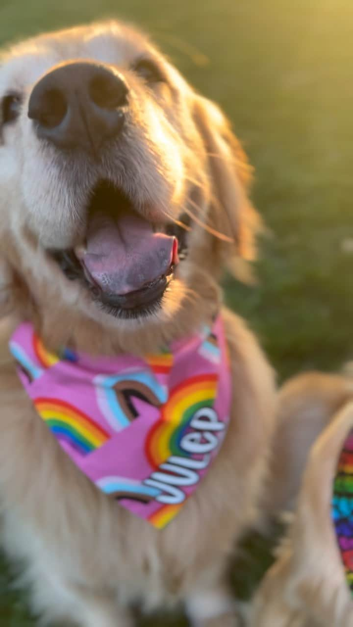 モヒートのインスタグラム：「Friendly reminder that on our page we #saygay 🏳️‍🌈 our page will always be a safe space for our LGBTQ+ friends to be loved, respected and appreciated.   Bandanas likes these and a few other #pridemonth prints are available in our Etsy shop (check that link in bio!) and a portion of proceeds from every pride item in our shop is donated to @colorsplusyouthcenter who is a local organization doing great things for kids in the Cleveland area.  HAPPY PRIDE!! #pride #loveislove #ally #dogsofinstagram #cleveland #goldenretriever #spreadlove」