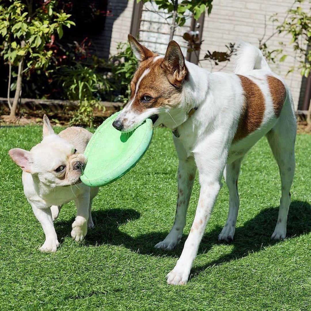 Aya（高本彩）さんのインスタグラム写真 - (Aya（高本彩）Instagram)「我が家に新たな家族が増えました🐶🐶 フレンチブルドッグのせんべい6ヶ月（推定）です🍘 @dogrescue_anella で保護されていた元ポケベル君。 片目が見えていないという理由でペットショップで売れない、引き取り場所がないということで、彼はたらい回しにされ最終的に @dogrescue_anella が保護してくださっていました。 片目が見えなくても、本当に本当にかわいいせんべい。甘え上手で家族みんなを笑顔にしてくれています☺️何よりも、、、先住犬のアラレとの相性を心配していましたがすぐに仲良くなってアラレがまさかのお姉さんをしています。。（私もびっくり） 朝から夜まで一緒に遊んだり、寝るタイミングも全く同じ。  アラレを一年前に家族に迎えたばかりだったので多頭飼いの予定はなかったのですが 今回実は、せんべいとの縁を感じる出来事があり家族みんなで話し合ってせんべいを迎える選択をしました🐶  今日からアラレのインスタにせんちゃんも登場していくのでアラちゃんせんちゃんをよろしくお願いします🌏❤️ @arale_senbei_world_   #保護犬#雑種#フレンチブルドッグ#フレブル#推定6ヶ月#1歳#ミックス犬#アラレちゃん#アラレちゃんのいる生活#アラレちゃんワールド#araleworld#野犬だって可愛い家族になるよ#anella#photobyaya」6月4日 12時44分 - aya_dream04