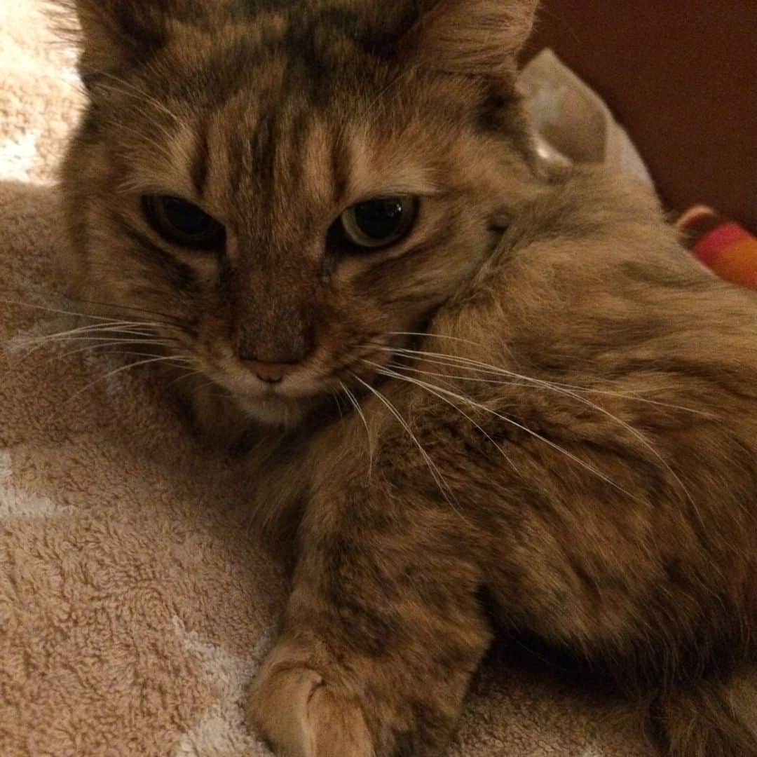 岡田屋鉄蔵のインスタグラム：「ミルバさんは多頭飼いの家が引っ越しの時に置いて行った子でした。雨の日に公園の真ん中でぽつんと飼い主を待っていたミルバさん。半年以上ひとりで頑張ってたんだよね。半年の野良生活のせいなのか、はたまたそのせいで置いて行かれたのか、保護した時点で腎臓病ステージ４でした。うちにお迎えした夜はすりすりが止まらず全身で嬉しいを表現してくれた人間が大好きな子。こんな器量よしの性格美人の最高にグラマーな猫さんを置いてって、人生大分損したんちゃうか前の飼い主。それからベロチカさんと一緒に4年間生きてくれました。ステージ４で4年ってすごないか。最後までお利口で最後までおトイレ自力で行こうと頑張ってた。あの頃に猫用おむつを知ってたらなあ…。  虹の橋を渡ったのも私の仕事が終わるのをちゃんと待ってくれてました。最期の鳴き声はちょっと苦しそうで切ない絞り出すようなそんな声。それからゆっくり二度三度溜息をついて何度か痙攣して静かに逝きました。  ひとつだけ悔いが残ります。余りに悲しくてじっと見てるしかできなかったけど、もっと撫でてもっと声を掛けてあげれば良かった。不安だったかもしれない。もっと名前を呼んであげれば良かった。ミルバさんミルバさん。かわいいねミルバさん。」