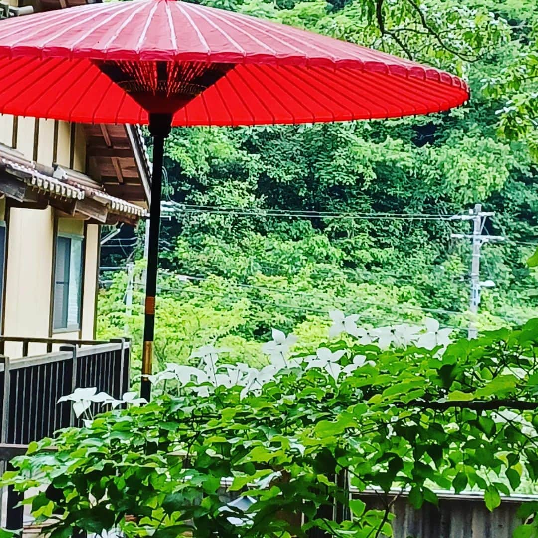 有福温泉 旅館ぬしやさんのインスタグラム写真 - (有福温泉 旅館ぬしやInstagram)「今年もヤマボウシの花が満開です。  #島根#江津#有福温泉#旅館ぬしや#島根旅館#島根旅行#しまねっこ#美肌県しまね#welove山陰#旅館好き#温泉好き#美肌の湯#客室露天#貸切露天風呂#露天風呂付き客室#源泉掛け流しの宿」6月4日 13時14分 - nushiya_arifukuonsen