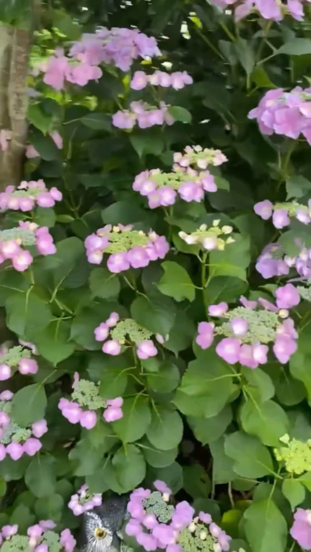 野口健のインスタグラム：「我が家の紫陽花の森。１０年前から少しずつ、植え続けてきました。今年も紫陽花のシーズンがスタート＼(^^)／  #野口健#野口健ガーデニング#紫陽花 #紫陽花」