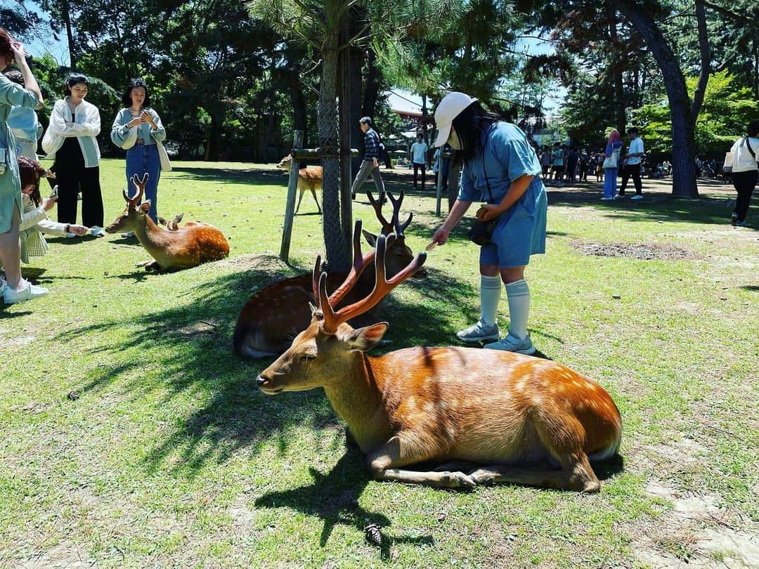 大抜卓人さんのインスタグラム写真 - (大抜卓人Instagram)「#nara #deerpark #japan   昨日近鉄奈良駅前で 30人近くの外国旅行者に インタビューをしたところ きれいに全員が 「奈良に来た目的は鹿の公園だよ。人と鹿が一緒に暮らしてる街があるって聞いたんだ」  そして4時間ほど 奈良公園を ぶらぶらされた後に 京都か大阪のホテルへ。  大雨から一転して青空。 皆さんいい表情されてました。」6月4日 13時40分 - takutoonuki