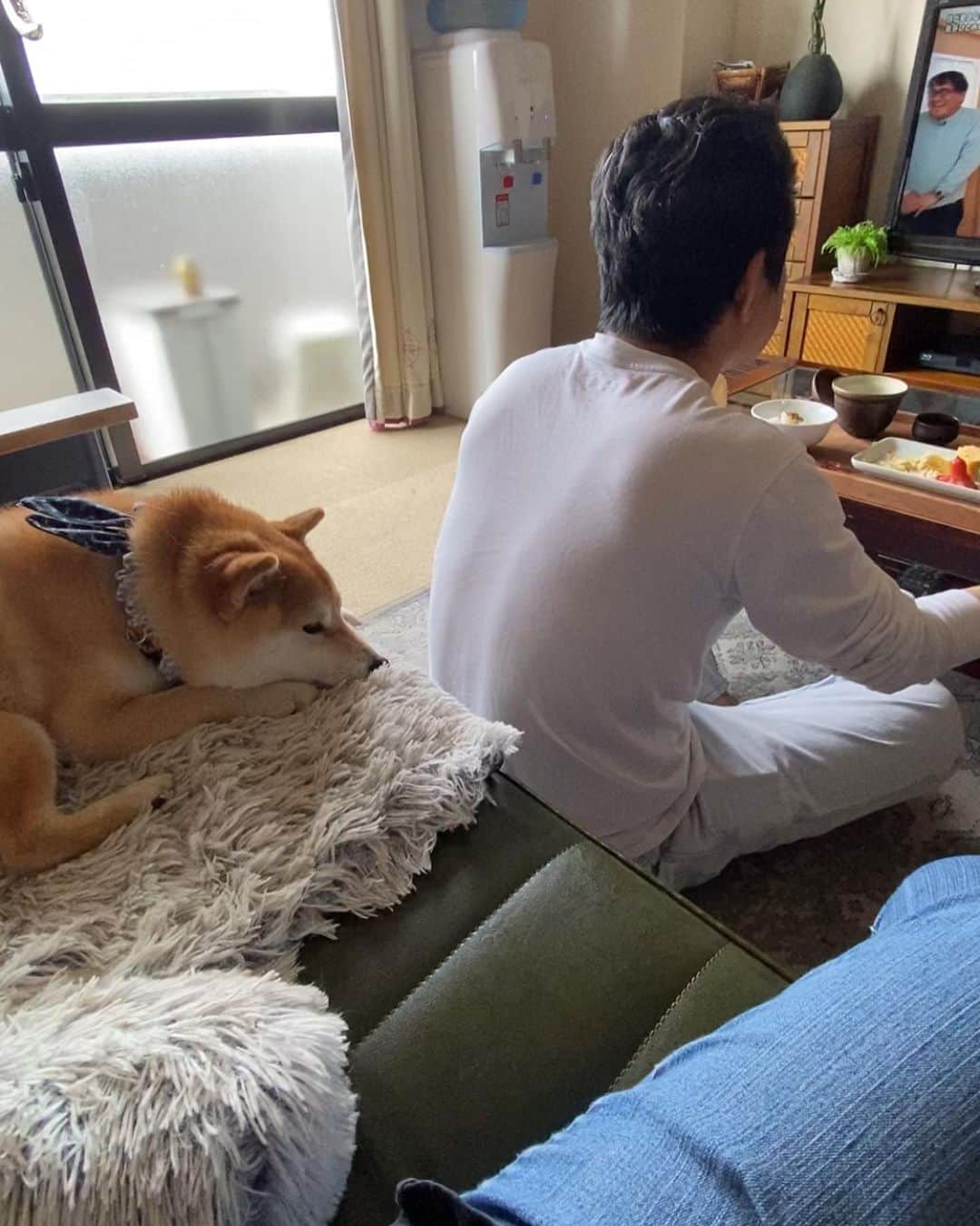 柴犬小雨さんのインスタグラム写真 - (柴犬小雨Instagram)「・ 今朝のおふたりさん ・ ・ ・ 因みに、ナイトスクープは録画で観てます📺 ・ ・ ・ #shiba_snap #shibamania #petstagram #dog  #shibadog #petstagram #pet #shiba #shibainu #shibaaaaainu #shibastagram #pecoいぬ部 #dogstagram #子犬#仔犬#狗 #犬のいる暮らし #犬のいる生活 #こいぬ#いぬのきもち #豆柴#まめしば#しばいぬ #9gag #しばけん #ペット#小狗#柴犬#犬#柴犬小雨#シバイヌ」6月4日 14時11分 - fuji_jun1205