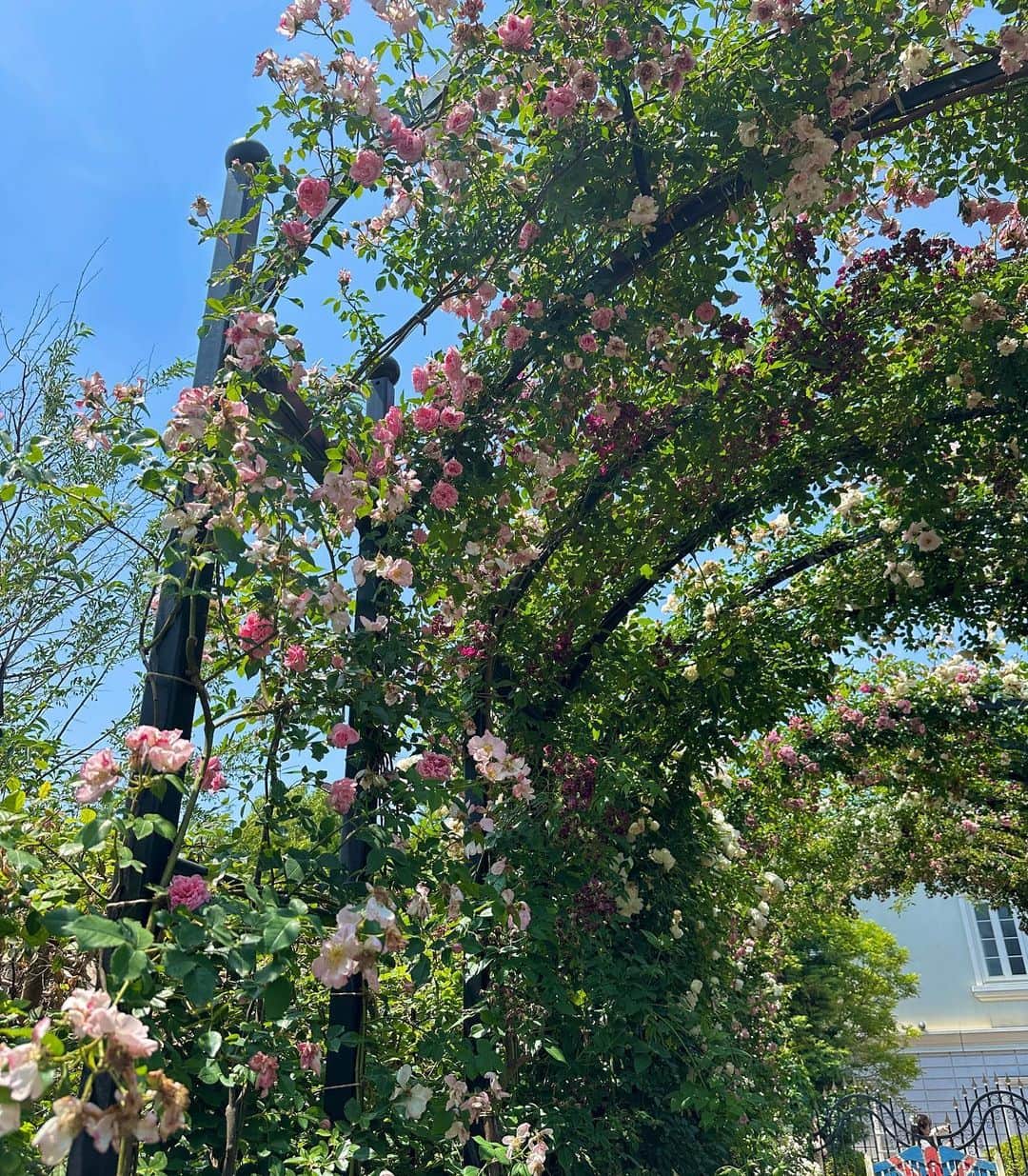 中島安里紗のインスタグラム：「青空に緑と淡いピンクが良く映える🩵💚🩷最高すぎるシチュエーションでの読書するぞー📖ってウキウキしてたんだけど、この日はとにかく暑過ぎて…☀️20分くらいでギブアップでした😂それでも好きなものに囲まれて幸せな時間でした📖🌹  #横浜イングリッシュガーデン #イングリッシュガーデン #ローズフェスティバル #薔薇 #薔薇園 #花 #花が好き #幸せ #happy #rose #flower #花好きな人と繋がりたい #読書 #読書好き #読書好きな人と繋がりたい #女子プロレス #女子プロレスラー #prowrestler #中島安里紗 #seadlinnng」