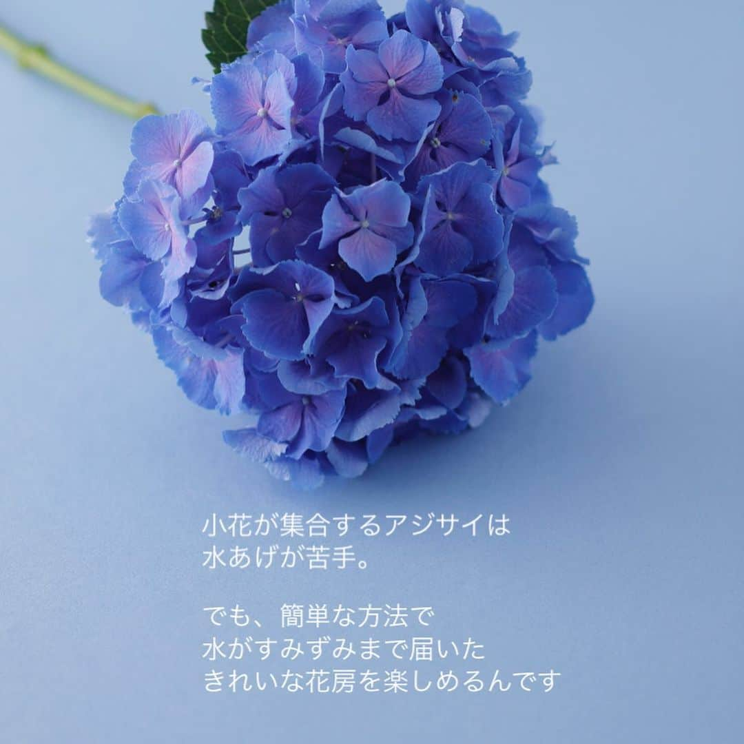 雑誌『花時間』さんのインスタグラム写真 - (雑誌『花時間』Instagram)「アジサイの切り花を買ったものの、お花がしょんぼり、ぐったりしてしまったことはありますよね？  花時間（@hanajikan_magazine）です。  小花（正確にはガク）の集合花のアジサイ。  ただ、茎を切るだけでは、花の隅々まで水を届けることはできません。  では、どうする？  昔は、ミョウバンをつけたり、焼いたりと、ヒジョーに手のかかるアジサイさんでしたが、いまは、「ワタ取り」だけでＯＫ🙆！  ワタとは、茎の内側にある白い部分。  ワタを取り除くと、水を吸い上げやすくなるんです。  ポイントは「切り口をなるべく大きく斜めにカット」すること！  なぜ？  そう。断面積に応じて、茎の内部に繊維状に通っている水の吸い上げ口の数が、増えるからです。  小花がたくさん集まるアジサイだから、そのぶん断面は、広〜〜〜く！  また、ありがたいことに、いまは、生産者の皆さまの段階で、丁寧に水あげ処理が行われています。  アジサイ＝しょんぼり、ぐったり　なーんて思い込みは、ワタ取りで払拭してね！  6月の6がつく日のおまじない（アジサイを吊るして、家内安全、健康祈願）をする場合にも、よく水が上がっていたほうが、きれいだし、ご利益も倍増？！  では、元気smile☺️😊😊で素敵な週末をお過ごしください。 byピーターパン  【花時間ニュース】 💜『花時間』から、花の定期便がスタートしました🥰　世界でここだけのバラと旬花が届く嬉しいサービスです💕  💜『花時間2023春夏』〈春のピンク！夏のブルー！〉大好評発売中！  💜『花と短歌でめぐる 二十四節気 花のこよみ』大好評発売中  すべて @hanajikan_magazine のプロフィールのリンクから飛べます✈️  『花時間』本誌や書籍は全国の書店、ネット書店でも発売中✨  #花時間 #アジサイ #紫陽花 #アジサイの花  #フラワーアレンジ #花が好き #花が好きな人と繋がりたい #花を飾る #花を飾る生活 #花屋さんへ行こう」6月4日 15時04分 - hanajikan_magazine