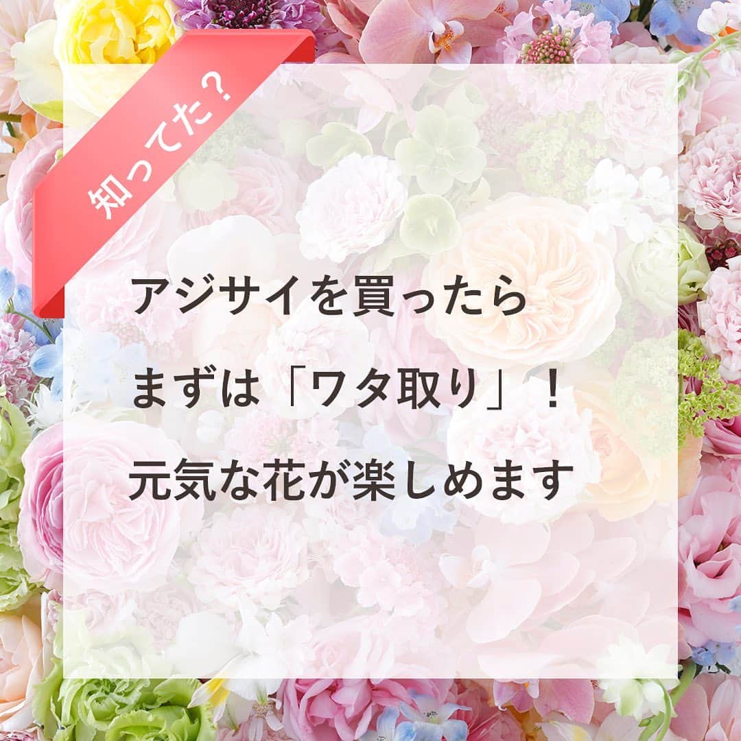 雑誌『花時間』さんのインスタグラム写真 - (雑誌『花時間』Instagram)「アジサイの切り花を買ったものの、お花がしょんぼり、ぐったりしてしまったことはありますよね？  花時間（@hanajikan_magazine）です。  小花（正確にはガク）の集合花のアジサイ。  ただ、茎を切るだけでは、花の隅々まで水を届けることはできません。  では、どうする？  昔は、ミョウバンをつけたり、焼いたりと、ヒジョーに手のかかるアジサイさんでしたが、いまは、「ワタ取り」だけでＯＫ🙆！  ワタとは、茎の内側にある白い部分。  ワタを取り除くと、水を吸い上げやすくなるんです。  ポイントは「切り口をなるべく大きく斜めにカット」すること！  なぜ？  そう。断面積に応じて、茎の内部に繊維状に通っている水の吸い上げ口の数が、増えるからです。  小花がたくさん集まるアジサイだから、そのぶん断面は、広〜〜〜く！  また、ありがたいことに、いまは、生産者の皆さまの段階で、丁寧に水あげ処理が行われています。  アジサイ＝しょんぼり、ぐったり　なーんて思い込みは、ワタ取りで払拭してね！  6月の6がつく日のおまじない（アジサイを吊るして、家内安全、健康祈願）をする場合にも、よく水が上がっていたほうが、きれいだし、ご利益も倍増？！  では、元気smile☺️😊😊で素敵な週末をお過ごしください。 byピーターパン  【花時間ニュース】 💜『花時間』から、花の定期便がスタートしました🥰　世界でここだけのバラと旬花が届く嬉しいサービスです💕  💜『花時間2023春夏』〈春のピンク！夏のブルー！〉大好評発売中！  💜『花と短歌でめぐる 二十四節気 花のこよみ』大好評発売中  すべて @hanajikan_magazine のプロフィールのリンクから飛べます✈️  『花時間』本誌や書籍は全国の書店、ネット書店でも発売中✨  #花時間 #アジサイ #紫陽花 #アジサイの花  #フラワーアレンジ #花が好き #花が好きな人と繋がりたい #花を飾る #花を飾る生活 #花屋さんへ行こう」6月4日 15時04分 - hanajikan_magazine