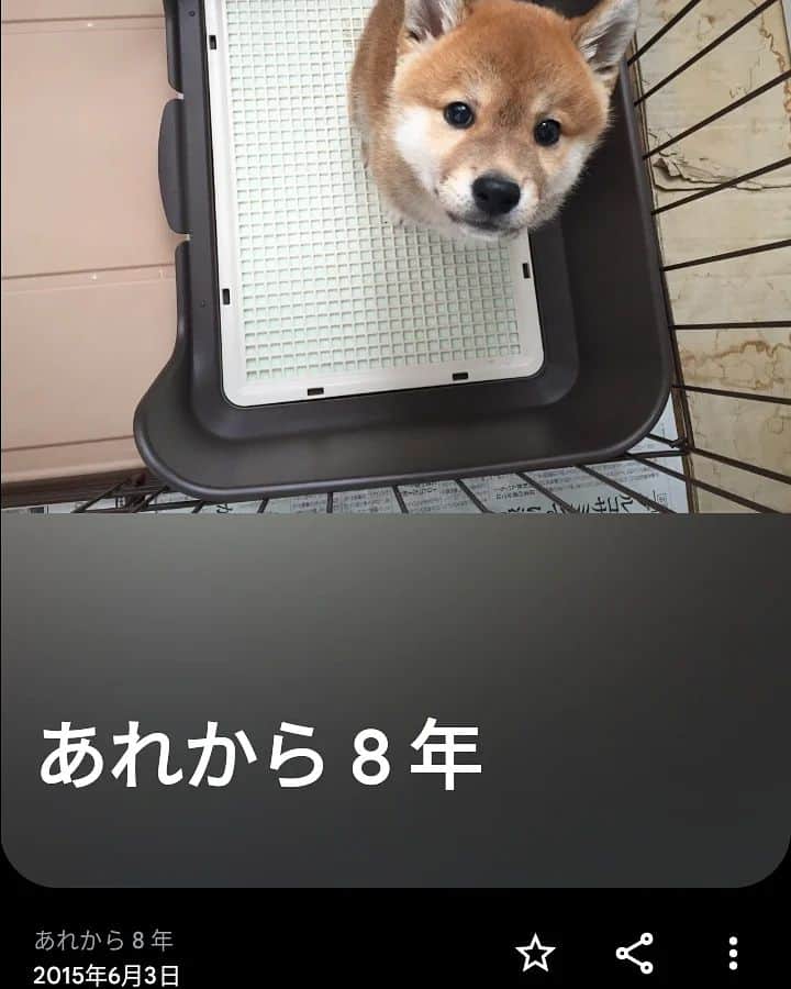 柴犬⭐️サスケのインスタグラム：「こんにち‪ ﾜﾝฅ՞•ﻌ•՞ฅ⁡ ⁡#同一犬物#同一犬です #さすけ#8年前#落ち着いたよね～#目の前でこんなおもちゃ出されたら去年なら激おこだったよね～#諦めたのかな#柴犬#赤柴#いぬのいる暮らし #いぬすたぐらむ #柴北会 #北海道#茶助」