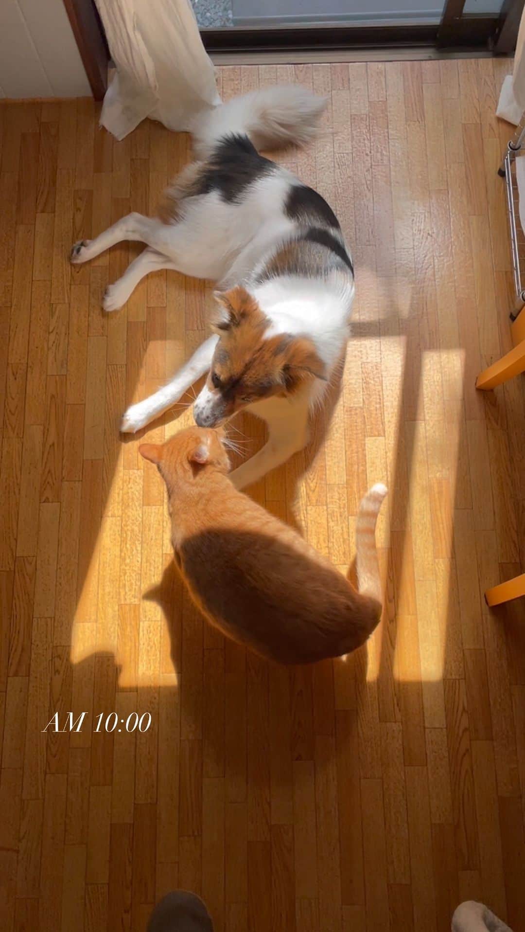 naomiのインスタグラム：「ずっとこんな日が続きますように🐈🐕🪴  #日向ぼっこ  #日常の記録  #元野良猫 #元保護犬 #犬と猫  #犬と猫のいる暮らし  #仲良し」