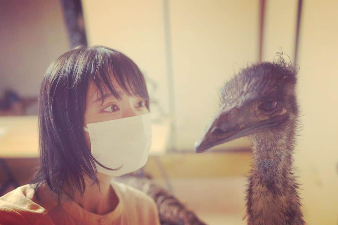 りんの田舎暮らしのインスタグラム：「🙏 ．  ご無沙汰しておりますりんです🙏 台風2号の被害が皆さまに及ばなかったことを祈ってます🙏  この日本の何処かに とっても愛くるしい生き物と日々をともにしている女性がいます🐤 ページをめくるたびに心が温かくなるフォトブックが発売されました📚 「エミューちゃんと二人暮らし」で検索してみてください  飼い主さまと巨鳥の虜になってしまったりんでした  エミューちゃんと車中泊してこようかな 次回の大冒険おたのしみに🙏  ． #エミュー #エミューちゃんと二人暮らし #動物 #ペット #キャンプ #釣り #放流 #どんぐり #植林活動 #田舎暮らし #知床 #北海道#名古屋 #移住#古民家#ひとり暮らし #釣り#車中泊#温泉 #自然#発見」