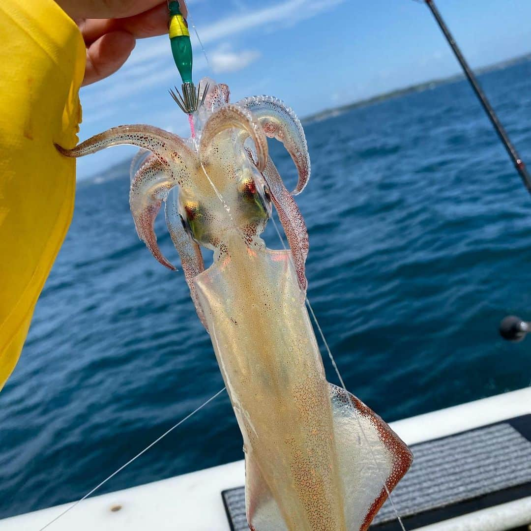 井上直美さんのインスタグラム写真 - (井上直美Instagram)「今日は「なおちんとマルイカ釣りinたいぞう丸さん」で釣行会♡ マルイカ初挑戦の方が結構居たのですが日頃他の釣りをされているので皆さん上手い！台風の影響が気になりましたがお天気も良く楽しすぎる時間を過ごさせて頂きました(^O^)幹事の神ちゃんはじめご参加下さいました皆様、ありがとうございました♪やっぱりみんなでワイワイするの楽しいな。みんなの笑顔を見れてパワーチャージ完了♪たいぞう丸のやまちゃん船長さん、たけし船長さんお世話になりました。  🐟タックルデータ🐟 ロッド♡アルファタックル アルファソニックマルイカ148MH リール♡テイルウォーク エラン SW VTN73L ライン♡アプロード ソルトマックス GT-R PE 0.8号 リーダー♡アプロード ソルトマックス ショックリーダーモバイル タイプＦ16lb よく乗ったスッテ♡JOKER マルイカジャック ウイリーヘッド35 404 サングラス♡宅配のめがねやさん 船♡葉山 たいぞう丸さん  　#マルイカ　#アルファタックル　#JOKER  #サンヨーナイロン　#釣行会　#マルイカ好きな人と繋がりたい  #たいぞう丸」6月4日 18時16分 - naochingyo