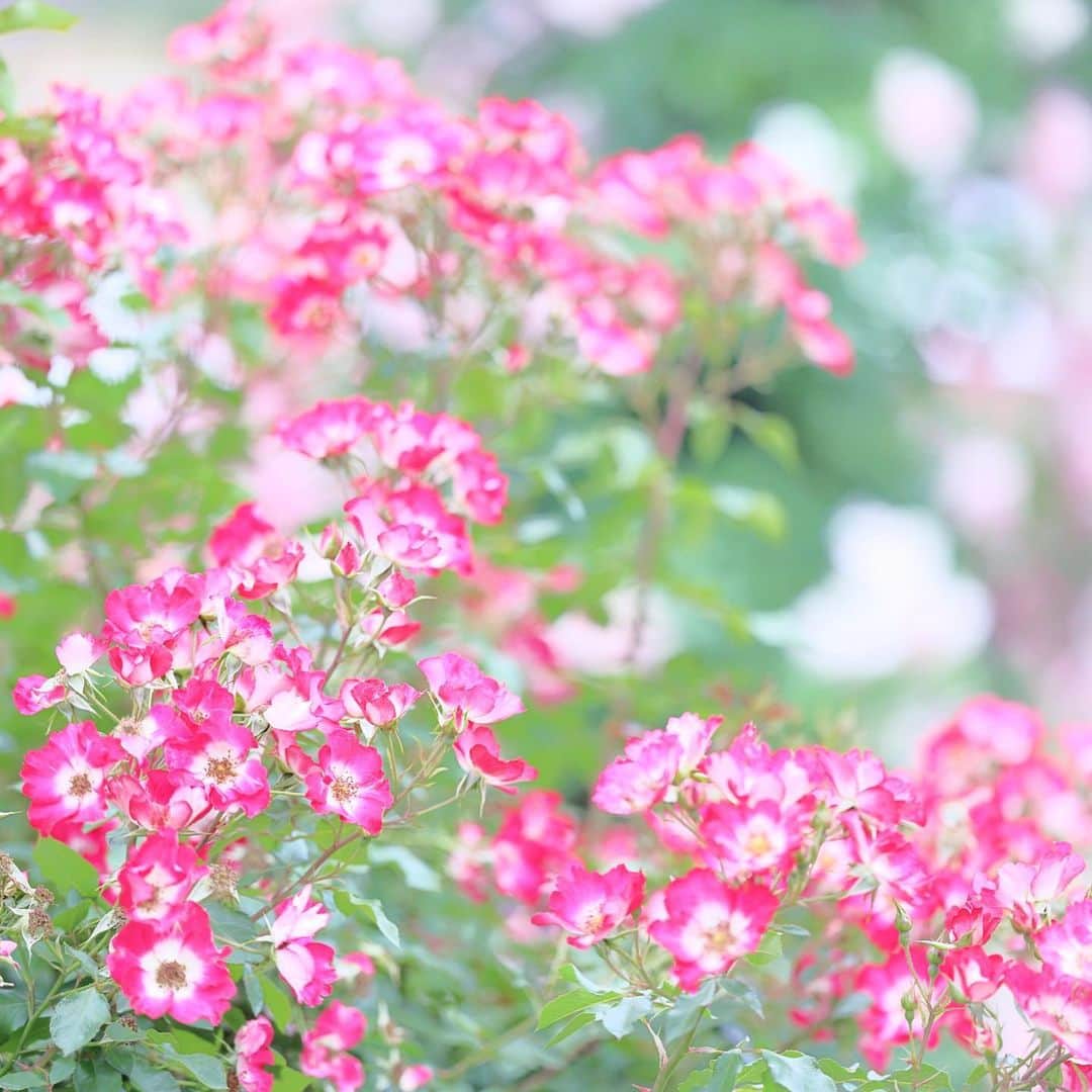 kiccyomuのインスタグラム：「☁️ 2023.06.04 Sun #京成バラ園  #バラ 🌹もキラキラ📸 写真だけでも明るく😄  関東の梅雨入り… したんでしたっけ？ 天気が不安定な日が続きますネ〜😅  location #千葉 ❣️ 📷撮影 2023年5月26日」