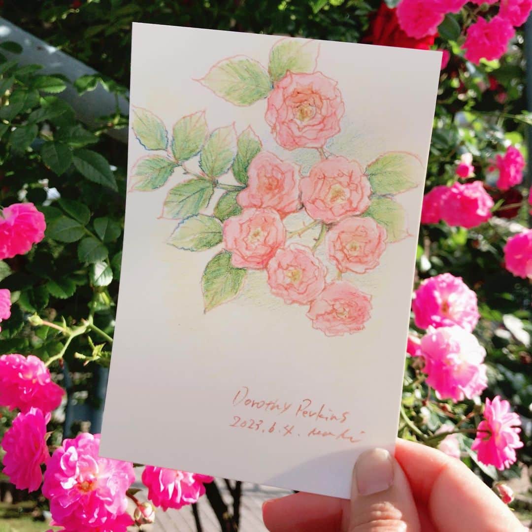 イラストレーター山崎牧子のインスタグラム：「霊山寺バラ園  もう一週間早かったら もっと咲いているところを 見れたかなぁと思いながらも、 のんびりと過ごせました♪  #スケッチ#バラ#バラ園#イラストレーター#いなとめまきこ#rose#sketch」