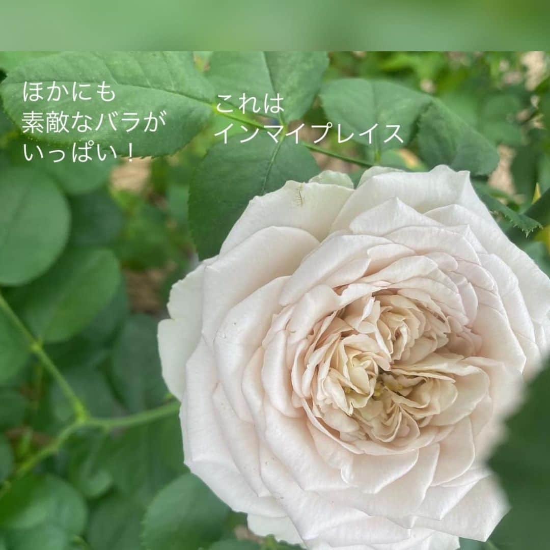 雑誌『花時間』さんのインスタグラム写真 - (雑誌『花時間』Instagram)「バラ好きの皆さま🎵　待ってました！の朗報です！  花時間（@hanajikan_magazine）です。  昨年末からスタートした花時間の定期便。  6月から8月の定期便のバラは、大人気の「堀木園芸」さん @horiki_rozen のバラをお届けいたします🌹  南信州松川町でバラを育種、生産する堀木園芸さん。  人気ゆえ、予約でほとんど嫁入り先が決まってしまうため、街の花屋さんでは、ほとんどお見かけすることのないレアモノさんです😱  おしゃれな花屋さんがこぞって買いに走る、堀木さんのバラ。  定期便のＭとＬサイズ便で、季節のお花と合わせてお届けします。  暑さが心配な方のために、クール便も始めました🎐  お試し1回もあるので、ストアーズをチェックしてみてね😊。ストアーズは、プロフィール画面（@hanajikan_magazine）または、ストーリーズのリンクから飛べます。  私事ですが、引っ越しして、家に花があることの大切さを実感中😅  堀木さんのバラを飾ったら、天国気分かも？　と夢想しています（笑）  どうぞ、どうぞ、よろしくお願いいたします🤲  byピーターパン  【花時間ニュース】 💜『花時間』から、花の定期便がスタートしました🥰　世界でここだけのバラと旬花が届く嬉しいサービスです💕  💜『花時間2023春夏』〈春のピンク！夏のブルー！〉大好評発売中！  💜『花と短歌でめぐる 二十四節気 花のこよみ』大好評発売中  すべて @hanajikan_magazine のプロフィールのリンクから飛べます✈️  『花時間』本誌や書籍は全国の書店、ネット書店でも発売中✨  #花時間 #バラが好き #バラが好きな人と繋がりたい  #花の定期便 #フラワーアレンジ #花が好き #花が好きな人と繋がりたい #花を飾る #花を飾る生活 #花屋さんへ行こう」6月4日 18時53分 - hanajikan_magazine