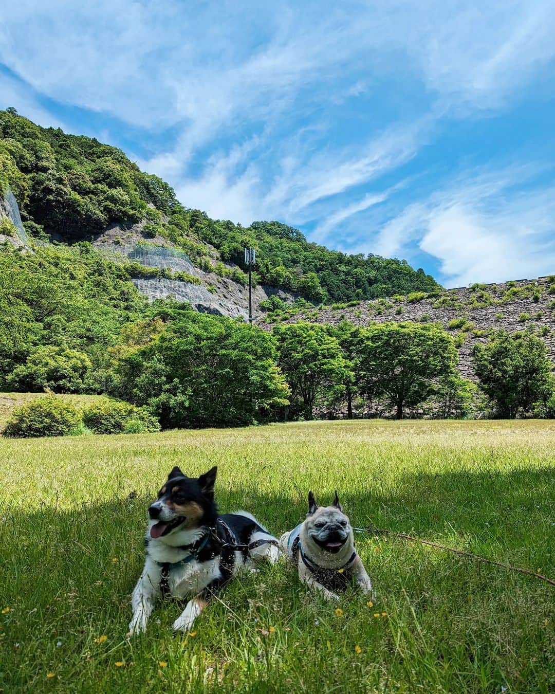 のインスタグラム：「* #マッシュとレノン *  誰もいなくて 貸し切りだったよ～🤗  * #犬との暮らし#犬のいる暮らし #愛犬のいる生活#犬のいる生活 #保護犬#里親#元保護犬#犬バカ部 #フレンチブルドッグ#雑種犬」