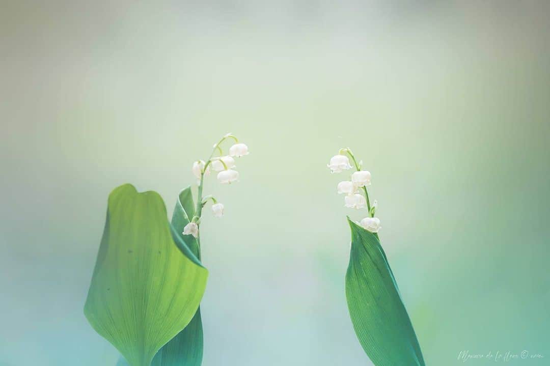 花の写真館のインスタグラム：「Photo by @m__fleur. https://instagram.com/m__fleur/ . Original Post[投稿いただいたURL] https://www.instagram.com/p/CsDk8u7vGzK/ . 本アカウントは、 #私の花の写真 をつけてInstagramに投稿された皆さまの花の写真や、「花の写真館」Facebookページで投稿された花の写真を紹介します。 「花の写真館」Facebookページは、「 @floral.photograph 」のプロフィールにあるURLからご覧ください。 . ※各種法令、マナー、関係者の指示に従った撮影をお願いします。 *Please ensure that your photography adheres to all relevant laws, etiquette, and instructions issued by authorized persons. ※本アカウントは東京カメラ部がFacebook、Instagramのサービスを利用して運営しているもので、Meta社・Instagramとは一切関係ありません。 . #花の写真館 #floralphotograph #floralphoto #flower #flowers Follow: @floral.photograph」
