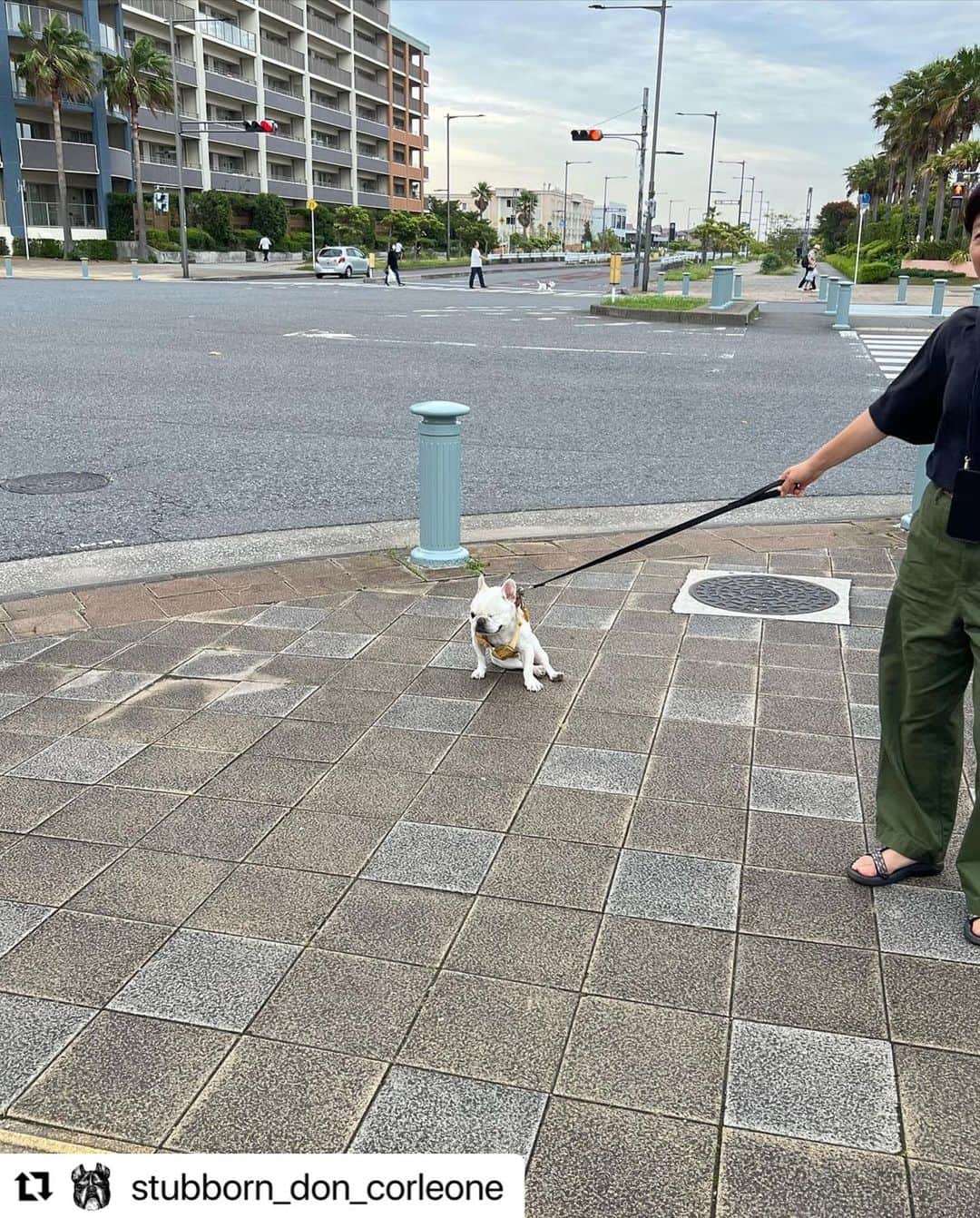 つの丸のインスタグラム