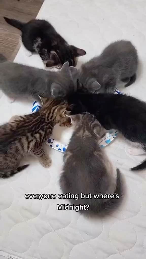 Cute Pets Dogs Catsのインスタグラム：「Midnight 🥹  Credit: mymewos (tiktok)  For all crediting issues and removals pls DM .  Note: we don’t own this video, all rights go to their respective owners. If owner is not provided, tagged (meaning we couldn’t find who is the owner), pls DM and owner will be tagged shortly after.  #chat #neko #gato #gatto #meow #kawaii #nature #pet #animal #instacat #instapet #mycat #catlover #cutecats #cutest #meow #kittycat #topcatphoto #kittylove #mycat #instacats #instacat #ilovecat #kitties #gato #kittens #kitten」