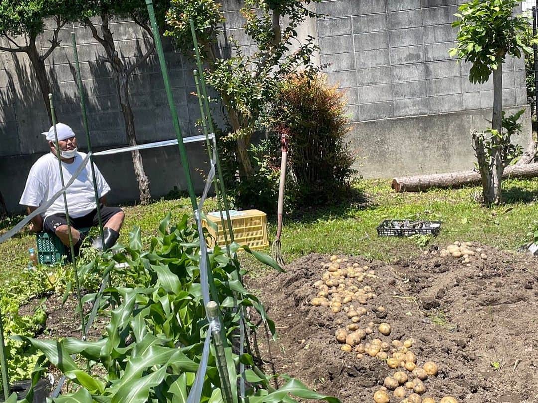 HIROさんのインスタグラム写真 - (HIROInstagram)「今日は第１畑の収穫🫡  #家庭菜園 #第１畑 #和歌山市 #畑 #ジャガイモ #とうもろこし #安田大サーカスHIRO」6月4日 20時13分 - hiro19770420