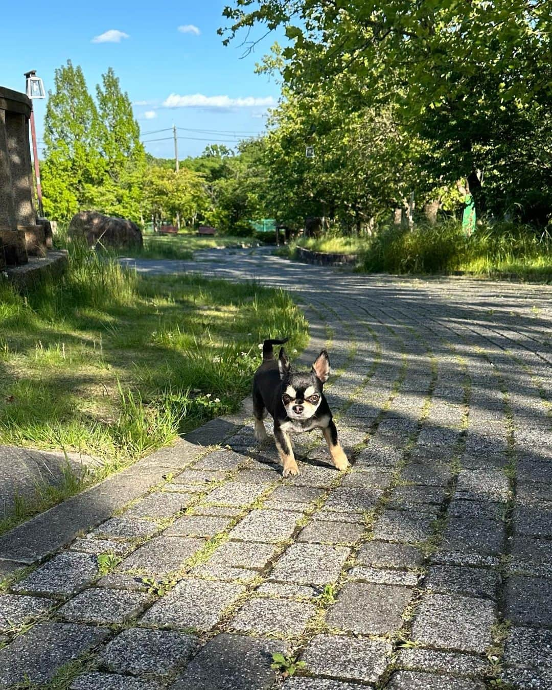 山田佳子さんのインスタグラム写真 - (山田佳子Instagram)「梅雨の晴れ間☀️空気が澄んで風が気持ちいい！ ⁡ #久しぶり #晴天 #風が気持ちいい #犬のお散歩 #梅雨の晴れ間 #小さな幸せ #また #見つけた #四つ葉のクローバー #愛犬の健康を願う #週末 #6月」6月4日 20時30分 - yoshiko117