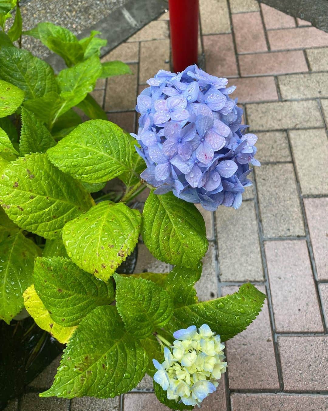 檜山沙耶さんのインスタグラム写真 - (檜山沙耶Instagram)「雨の中、街中で見かけた紫陽花」6月4日 20時54分 - sayahiyama