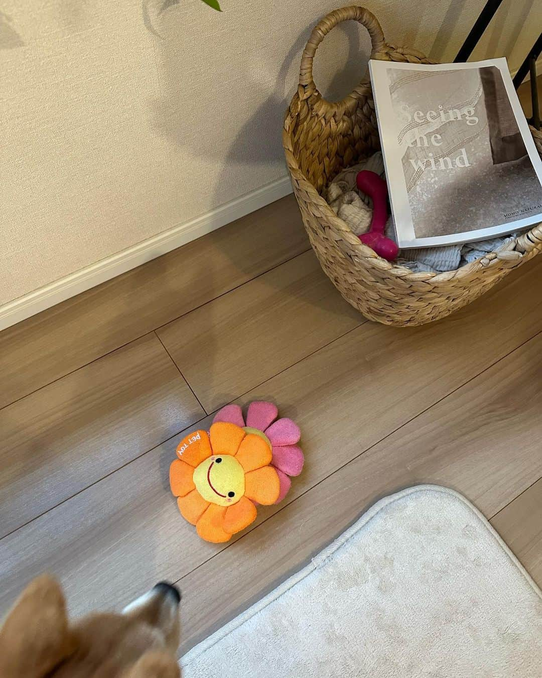 豆柴にこちゃんさんのインスタグラム写真 - (豆柴にこちゃんInstagram)「🐶 部屋の片付けのため、おもちゃ箱を開放‼️  その時のにこの様子が尊くて🥺  こんなにたくさんおもちゃあるけど、 にこが真っ先に取り出したのは、 にこが赤ちゃんの時に使ってたおもちゃばかりで😚  特に6枚目の青いカミカミおもちゃを 大事に持ってたけどこれは、 にこがうちにきて初めてあげたおもちゃ。  7-9枚目が赤ちゃんのとき。 昔遊んでたお気に入りのおもちゃは ちゃんと覚えてるんだねぇ😍  そしておもちゃと体の対比で スクスク育って大きくなったねぇ〜 とかわいくてたまらんでした🥰 もうガビガビになってるけど思い出深くて 捨てられないおもちゃです✨  2枚目 肉をにこに押しつける悪い奴がいます  4枚目 タコさんウィンナー🐙 を持って来てくれた！  10枚目 たまが花のおもちゃを2つ綺麗に揃えて置いてた‼️ やることがかわいいのぅ🥰  #柴犬#豆柴#mameshiba #shibastagram#japanphoto#shibainu#犬#shibainumania#犬のいる暮らし#shiba_snap#shibainupuppy#多頭飼い#dog#いぬすたぐらむ#puppy#dogstagram#instadog #doglover#pecoいぬ部#pecotv#いぬのきもち部#狗#子犬#barked#9gag#9gagpets#시바견」6月4日 20時56分 - nikochan.mame48