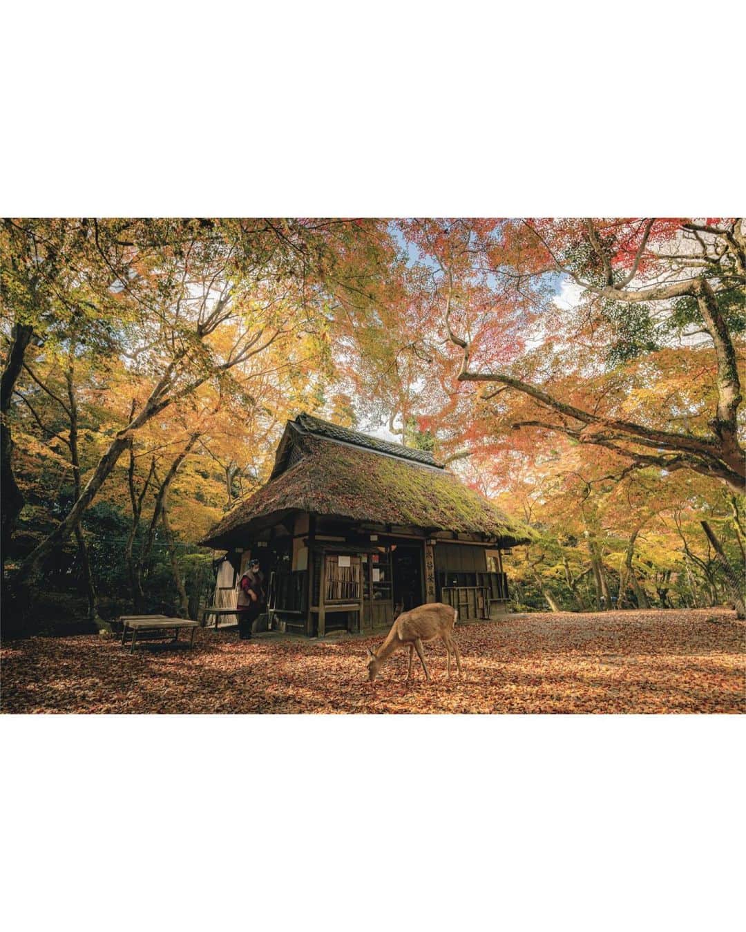 GENIC 公式インスタグラムさんのインスタグラム写真 - (GENIC 公式インスタグラムInstagram)「・ #伝えたいニッポンの風景 山田悠人  2022年12月に、世界から見た美しい日本を撮り下ろした写真集『JAPANISM』を刊行した、ドイツ在住の写真家、山田悠人さん @tokio_kid 。  遠く離れた外国の地に住むことにより、日本の良さや素晴らしさを再認識するようになったのだそう。  「帰国するたびに新鮮な発見や驚きがあり、帰国すると毎日ワクワクしています。このワクワク感こそが、日本の風景を""魅力的に""撮るために必要なことなのかもしれません。今後は日本の伝統的な職人さんや、才能や情熱を注ぎ使命を全うしている方々も撮影していきたいと思っています」。  ｰｰｰｰｰｰｰｰｰｰｰｰｰｰｰｰｰｰ 雑誌GENIC 最新号 7月号 vol.67「知ることは次の扉を開くこと ～撮影と表現のQ＆A～」 公式ショップにて予約受付中です。 ｰｰｰｰｰｰｰｰｰｰｰｰｰｰｰｰｰｰ 雑誌GENIC バックナンバー 4月号 vol.66「撮らずにはいられない」 公式オンラインショップ、Amazonにてお買い求めいただけます。 ｰｰｰｰｰｰｰｰｰｰｰｰｰｰｰｰｰｰ 皆さまの表現をGENICで紹介させてください。 #genic_mag を付けた投稿をお待ちしております。 ｰｰｰｰｰｰｰｰｰｰｰｰｰｰｰｰｰｰ」6月4日 20時59分 - genic_mag