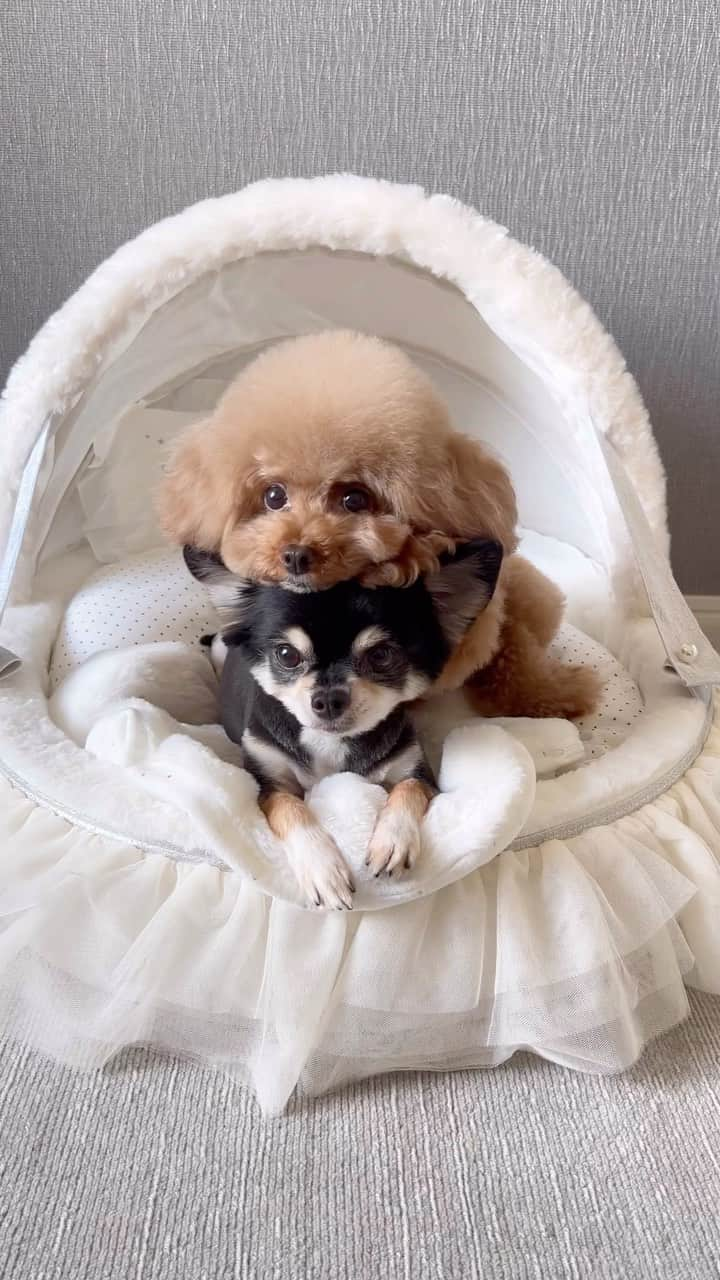 ショコラ❤︎あずき❤︎パンナのインスタグラム：「どのあごのせが好きですか？🤔🧸🍄🐶👜  手の上にあごを乗せる癖があるパンナです😂  👜Bag @hunnycouture_official  🛏️Bed @corona_dog_lifestyle   #犬 #トイプードル #チワワ #多頭飼い #ふわもこ部 #愛犬 #わんこ #癒し犬 #dog #instadog #toypoodle #chihuahua #dogstagram #あずしょこぱん #パンナ #あごのせ」