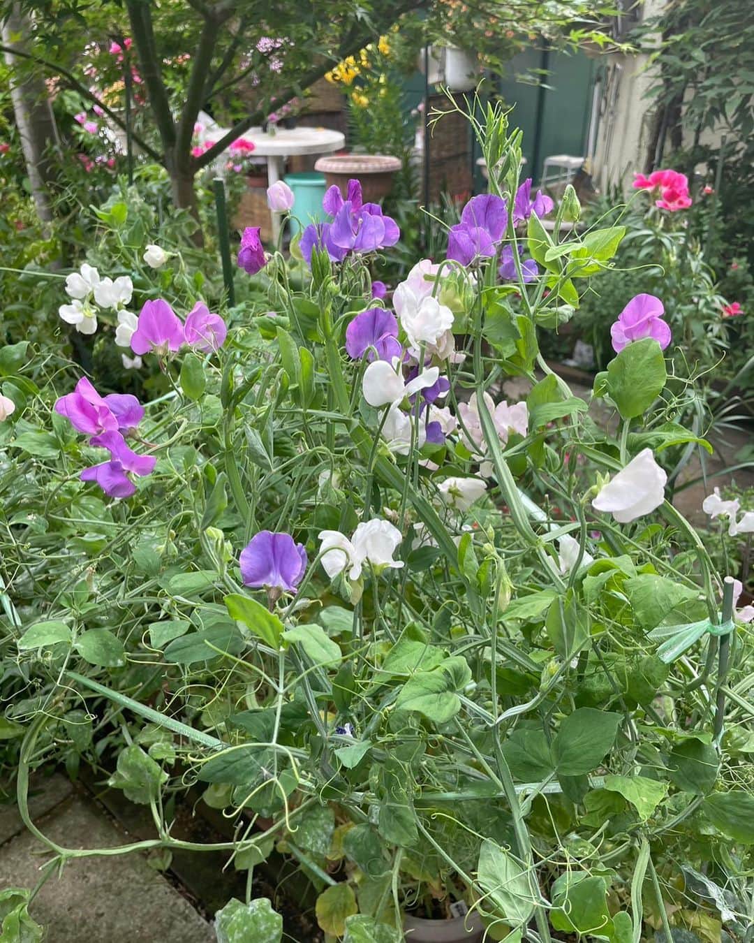 北川大介さんのインスタグラム写真 - (北川大介Instagram)「こんばんは^_^ 素敵なお花の写真頂きましたー 綺麗な花を咲かせましょう 種から咲かせたお花って特に達成感の感動がありますよねー お花の好きな人は優しい人 だと思います。」6月4日 21時16分 - kitagawadaisuke_official
