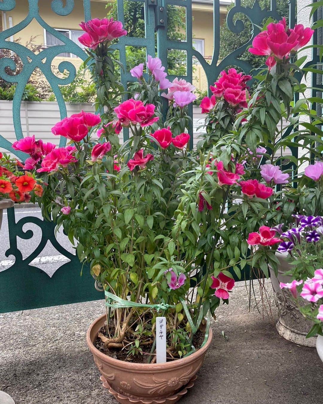 北川大介さんのインスタグラム写真 - (北川大介Instagram)「こんばんは^_^ 素敵なお花の写真頂きましたー 綺麗な花を咲かせましょう 種から咲かせたお花って特に達成感の感動がありますよねー お花の好きな人は優しい人 だと思います。」6月4日 21時16分 - kitagawadaisuke_official